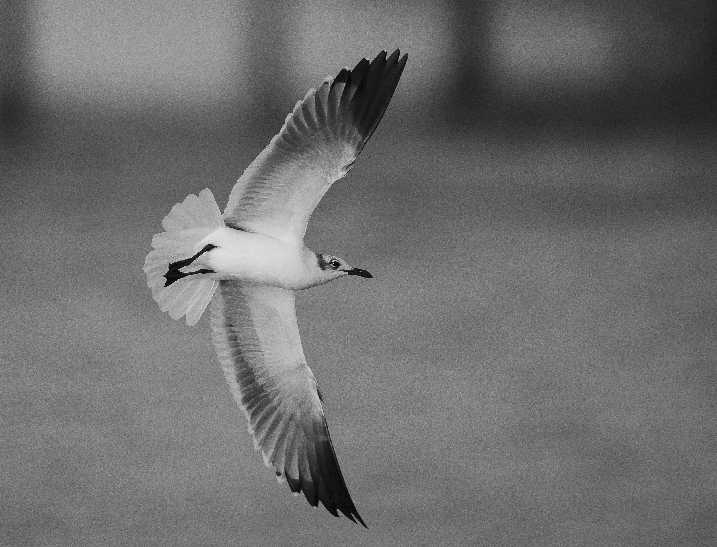 Laughing Gull-5.jpg
