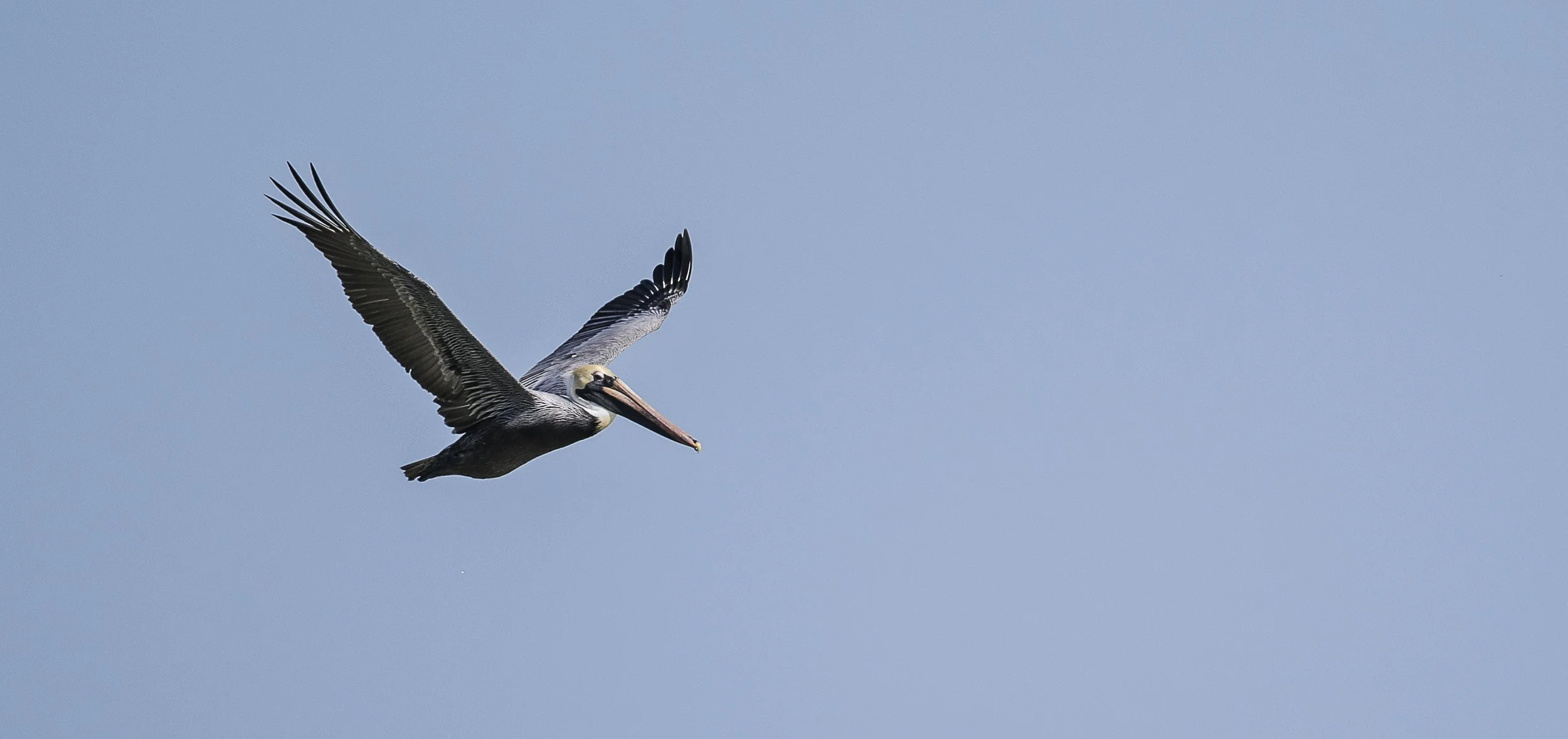 Brown Pelican.jpg