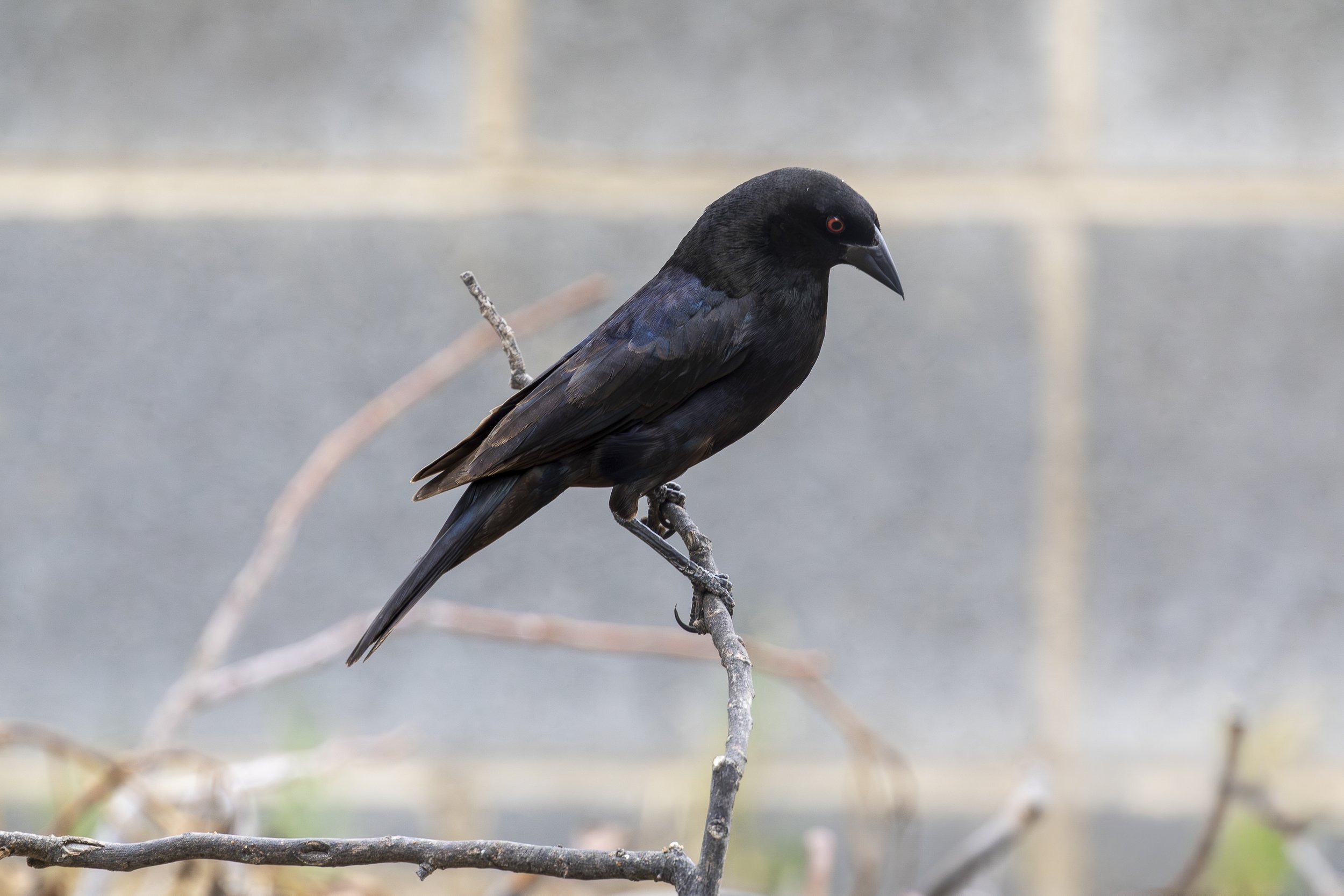Bronzed Cowbird-1.jpg