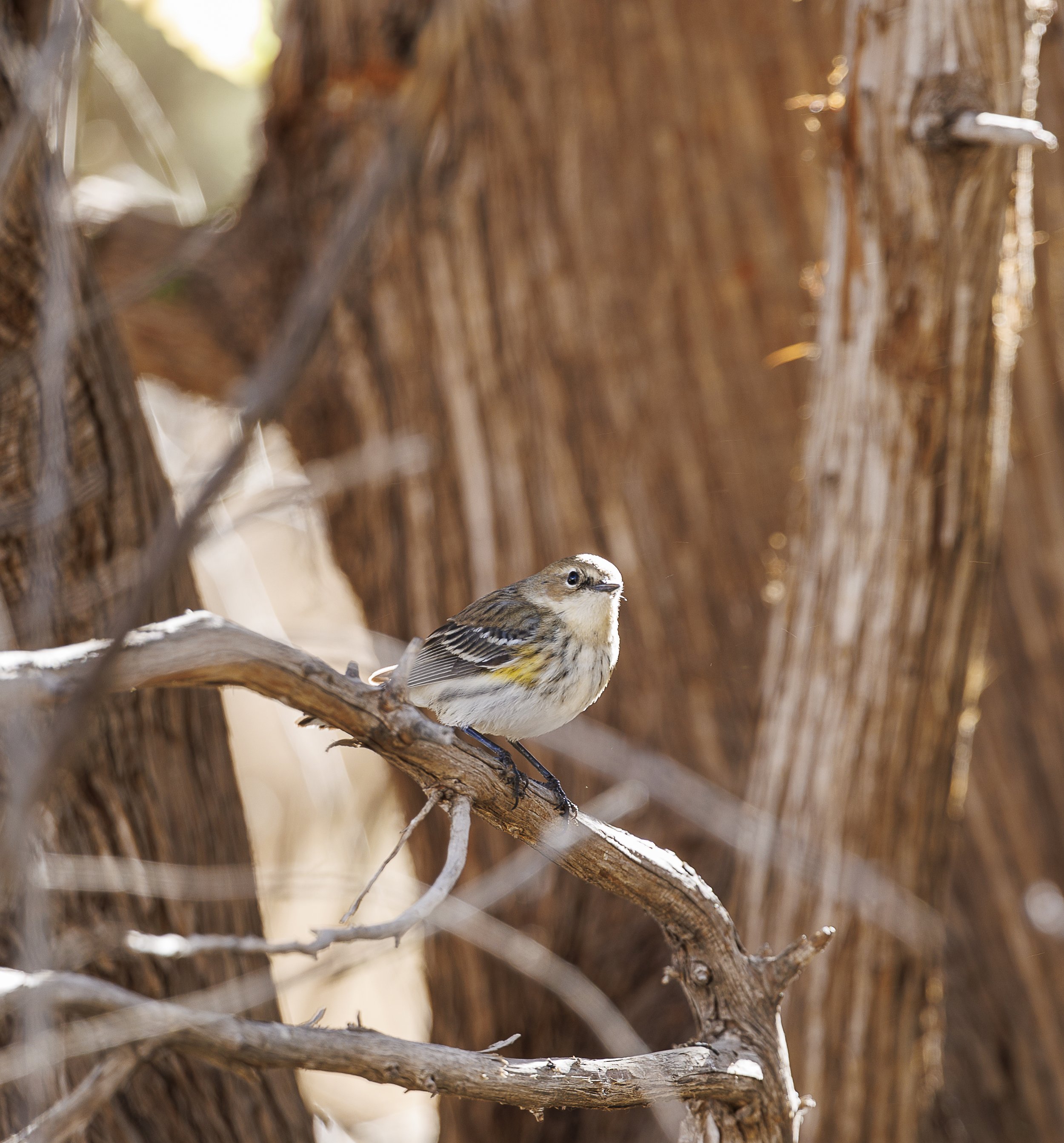 Yellow-rumped Warbler.jpg