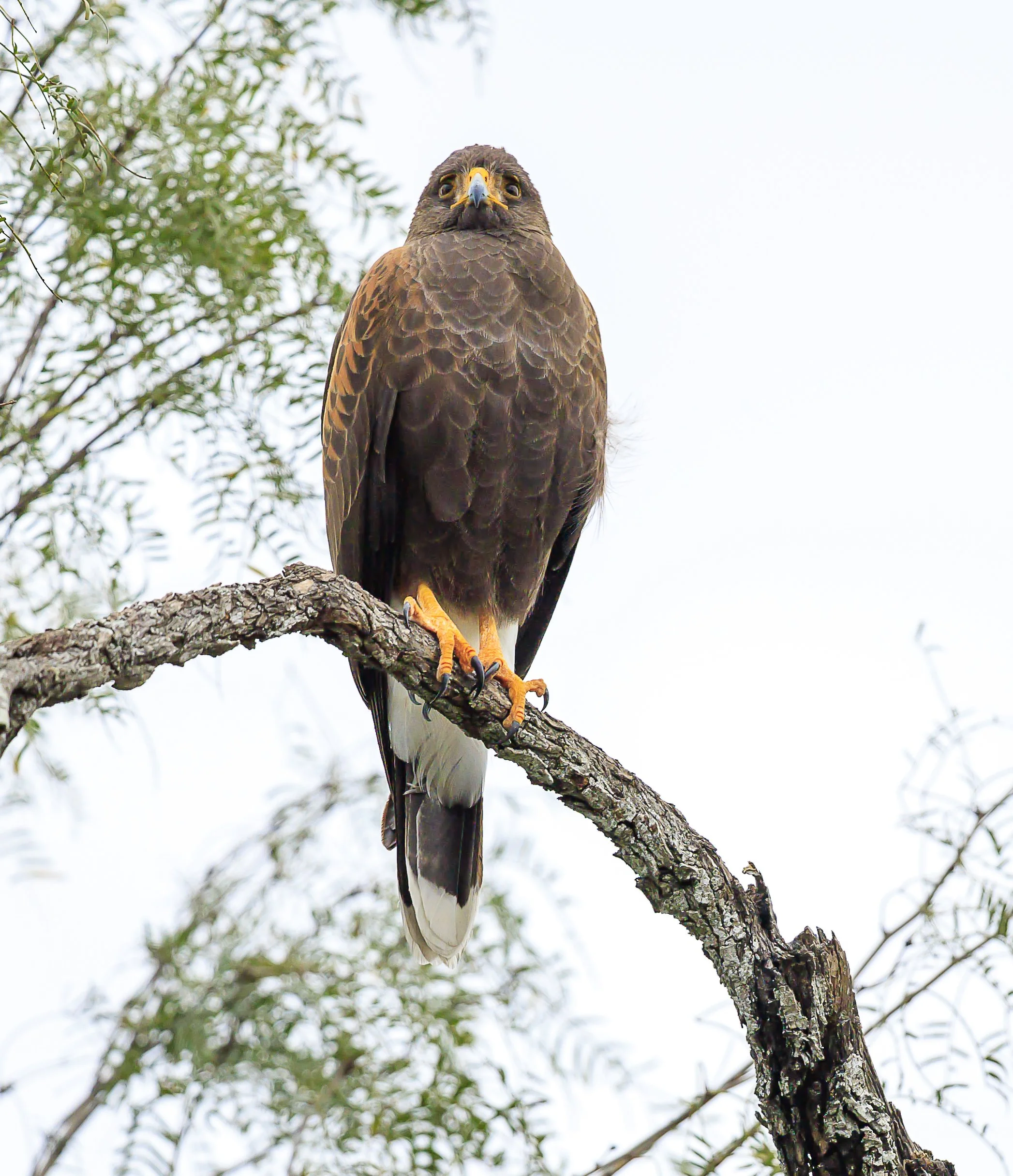 Harris's Hawk.jpg