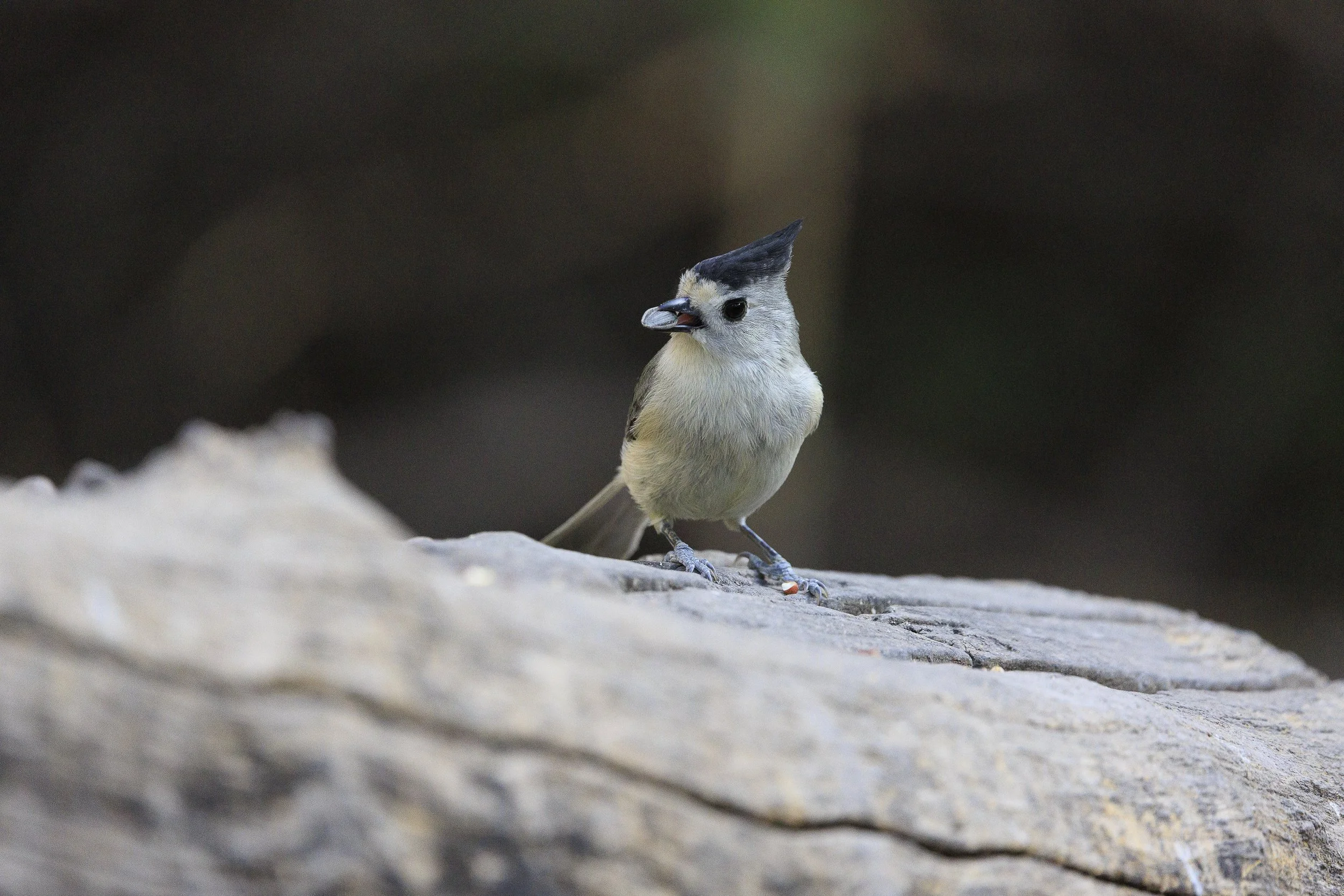 Black-crested Titmouse-2.jpg