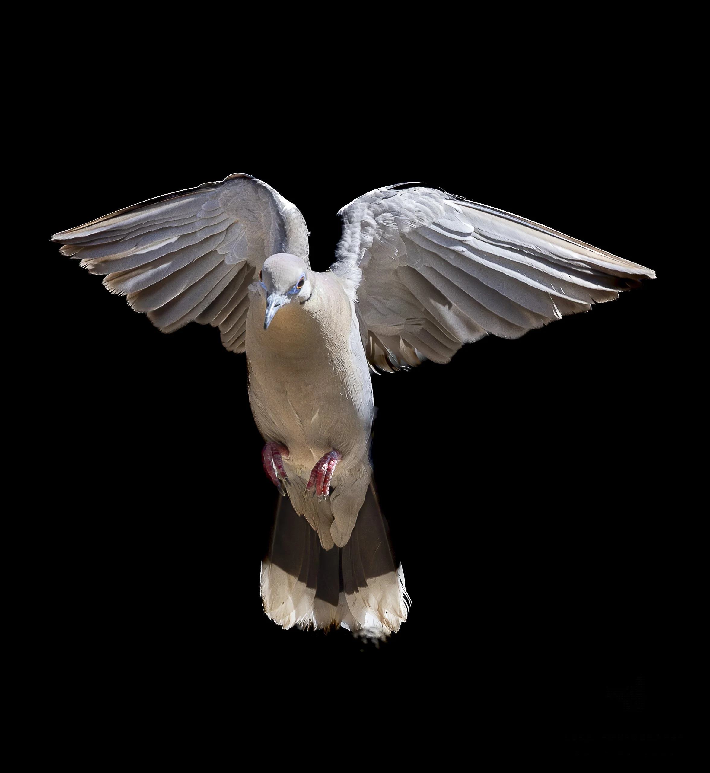 Eurasian Cllared-doves-1.jpg