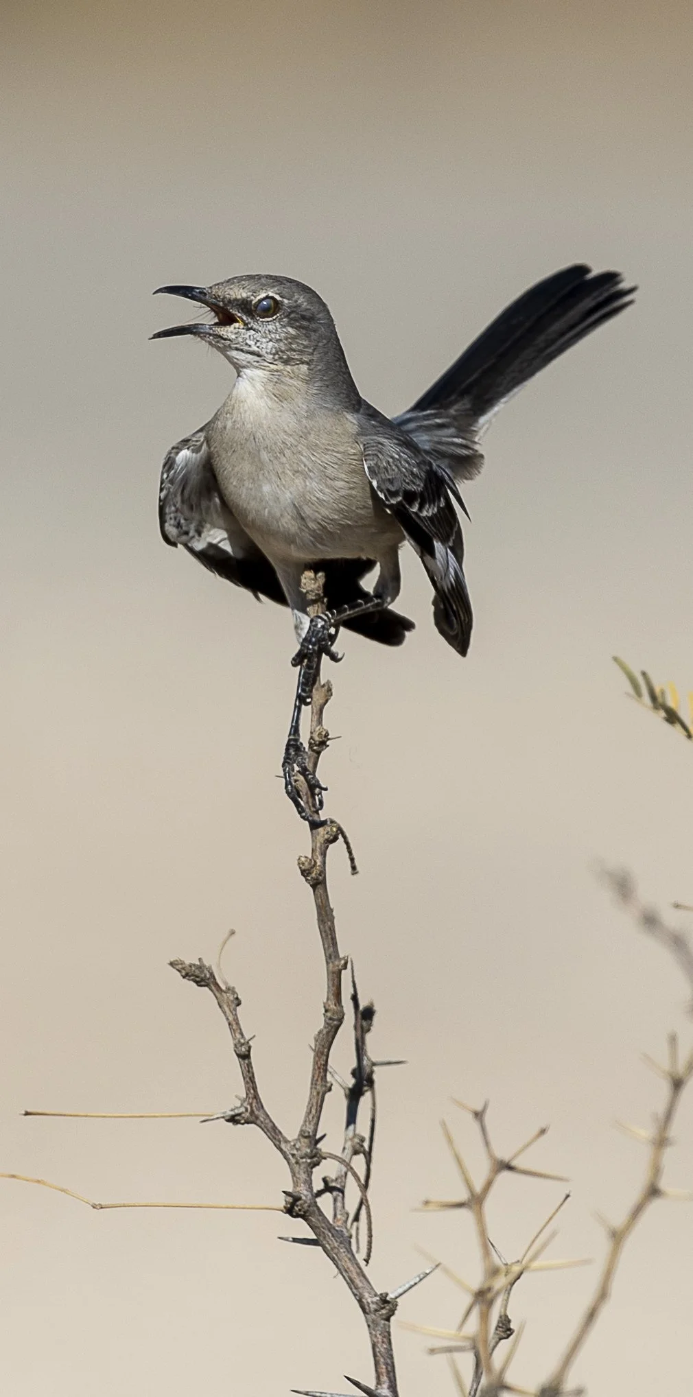 Northern Mockingbird-3.jpg
