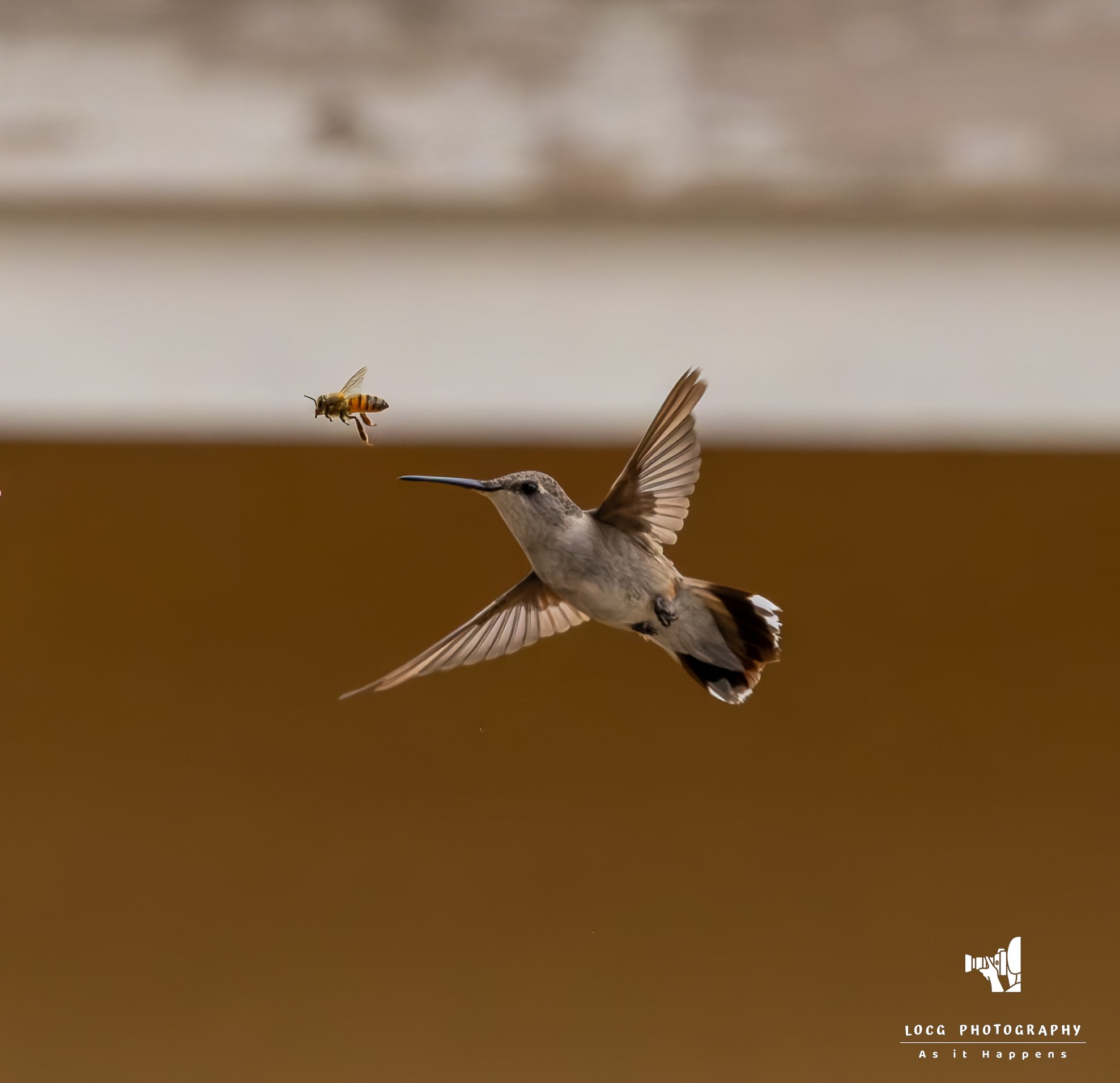 _03A4413-DxO_DeepPRIME XD2s_XD.jpg