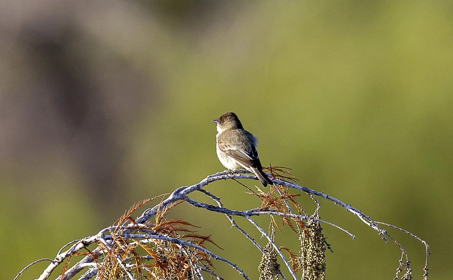 Eastern Phoebe-1.jpg