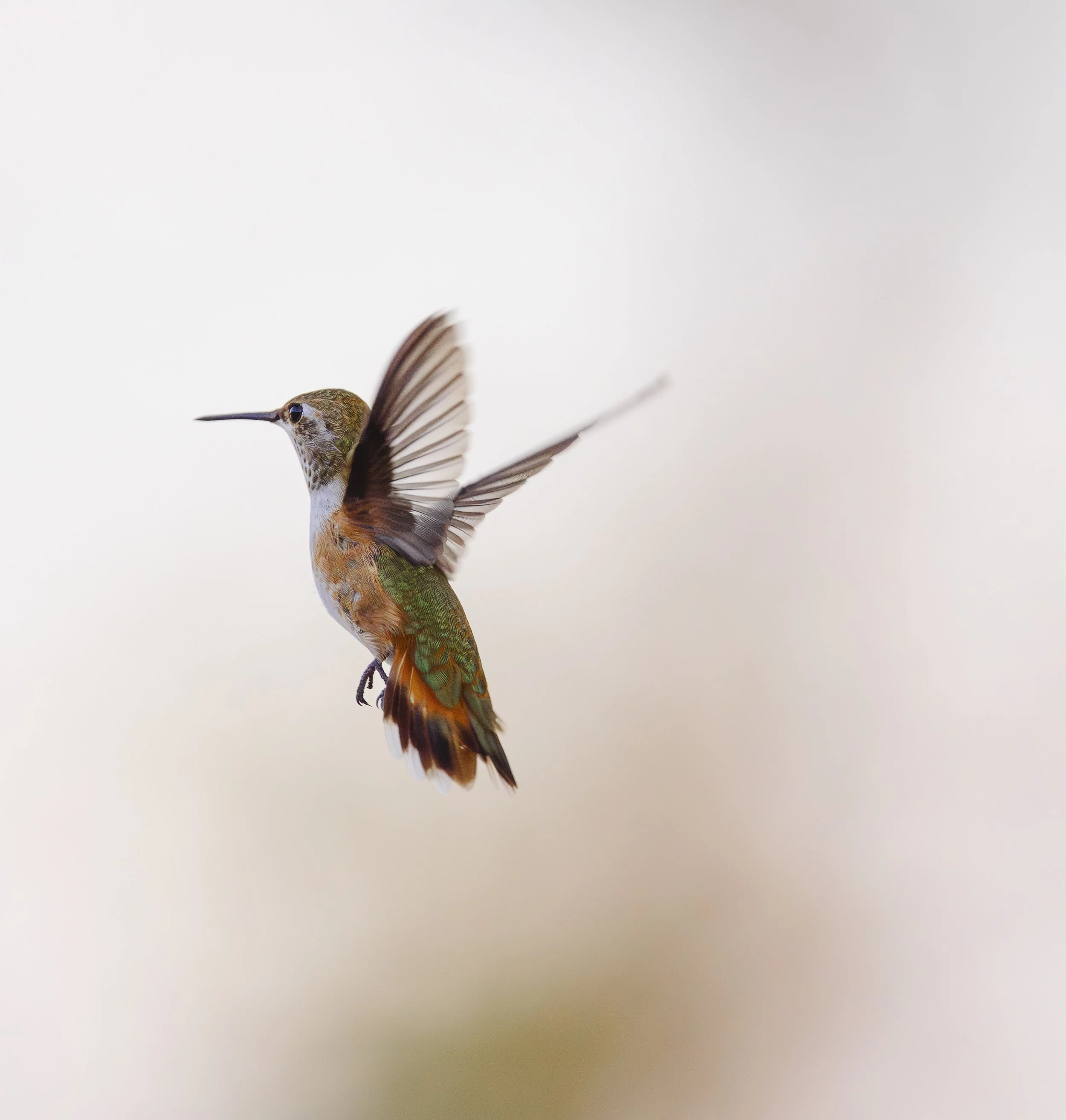 Hummingbirds-11.jpg