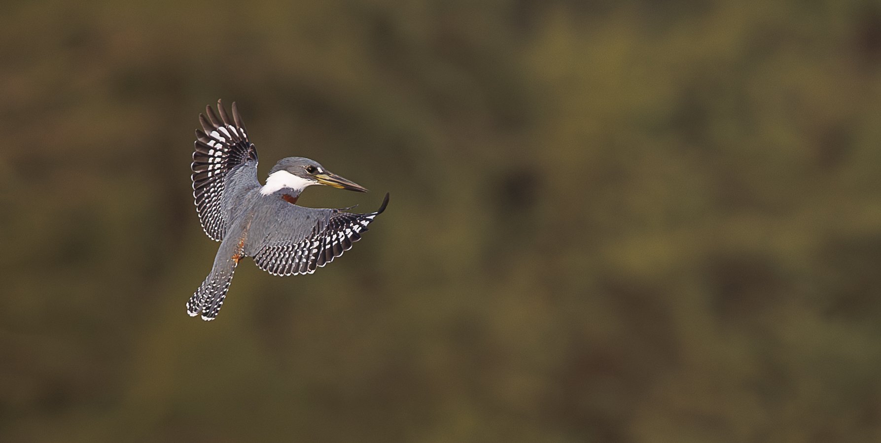 Ringed Kingfisher-2.jpg