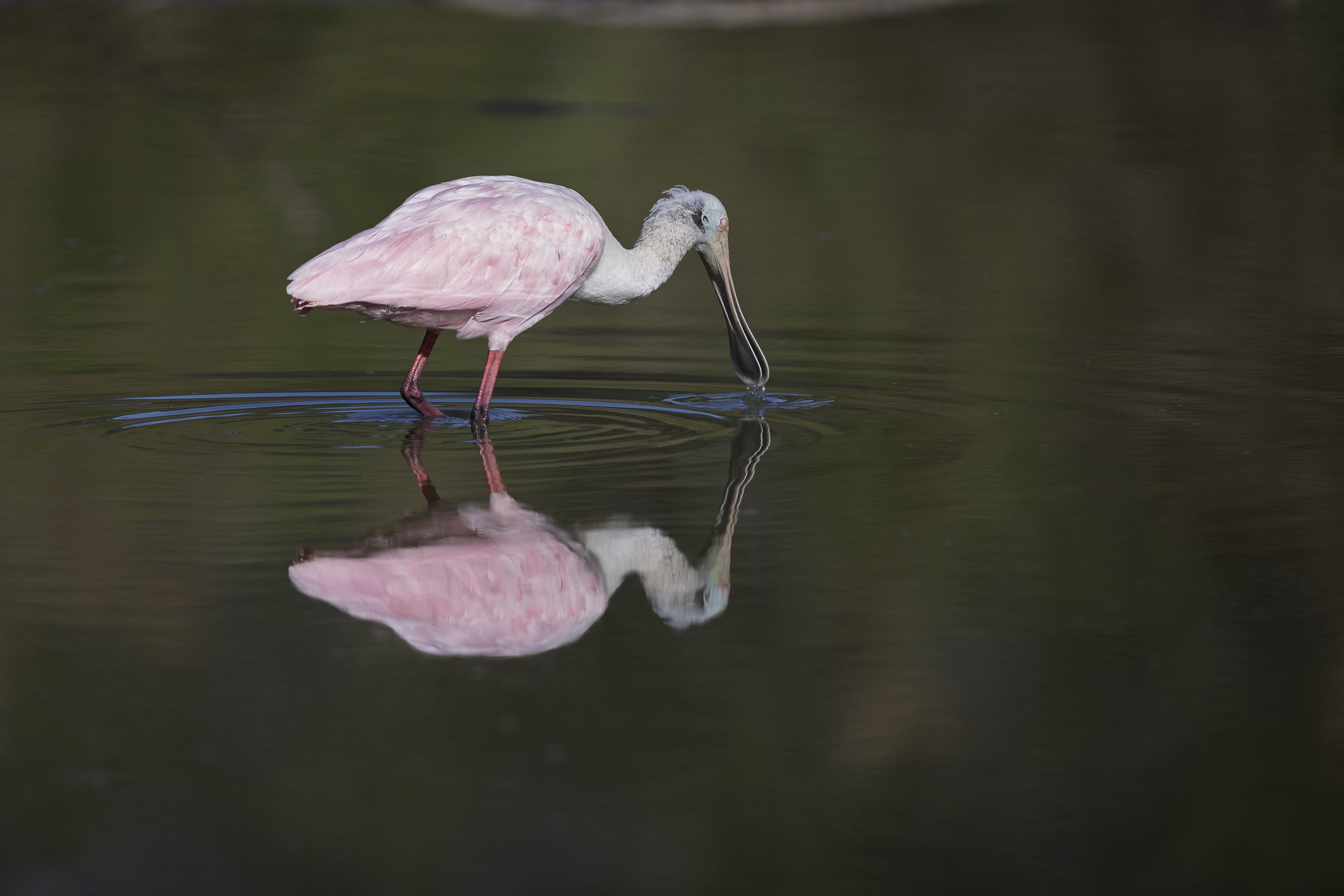 Roseate Spoonbill-3.jpg