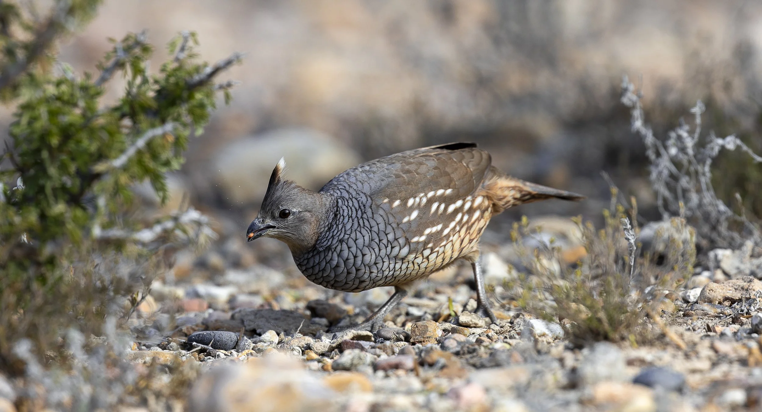 Scaled Quail-2.jpg
