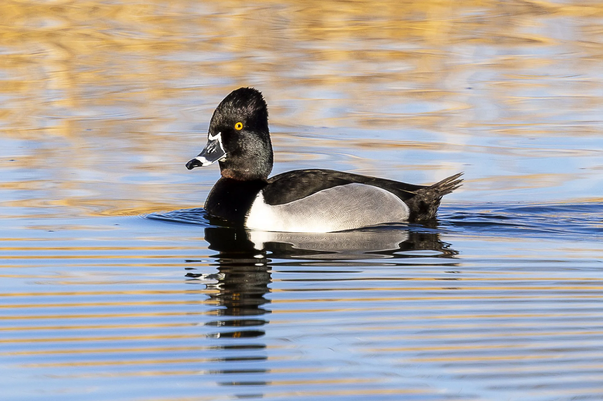 Ring-necked Dick.jpg