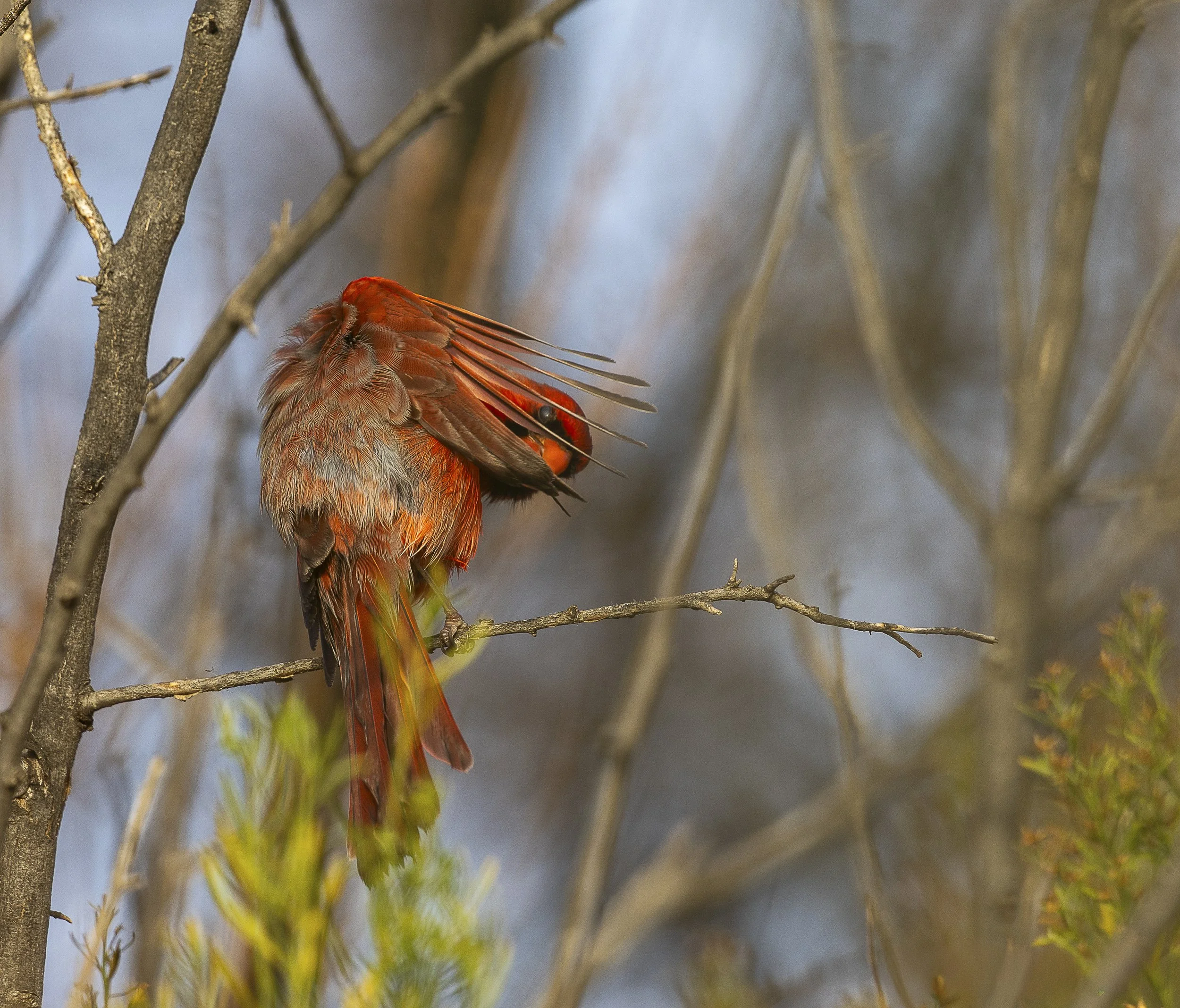 Northern Cardinal-5.jpg