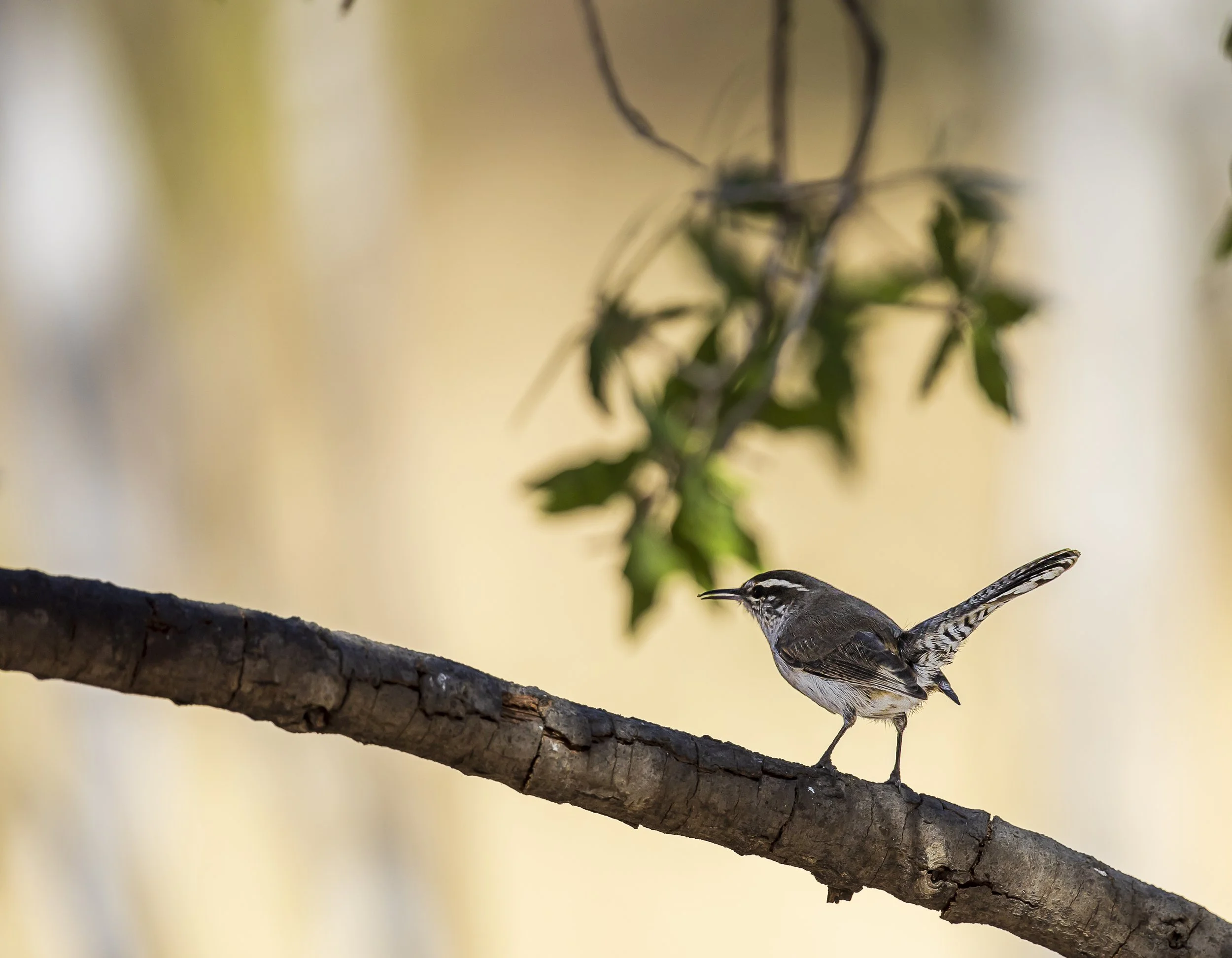 Bewick's Wren-1.jpg