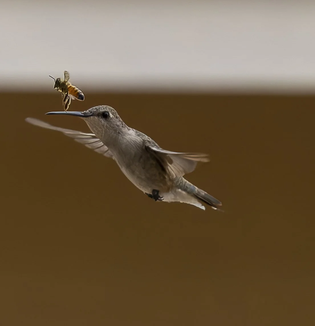 Hummingbirds-3.jpg