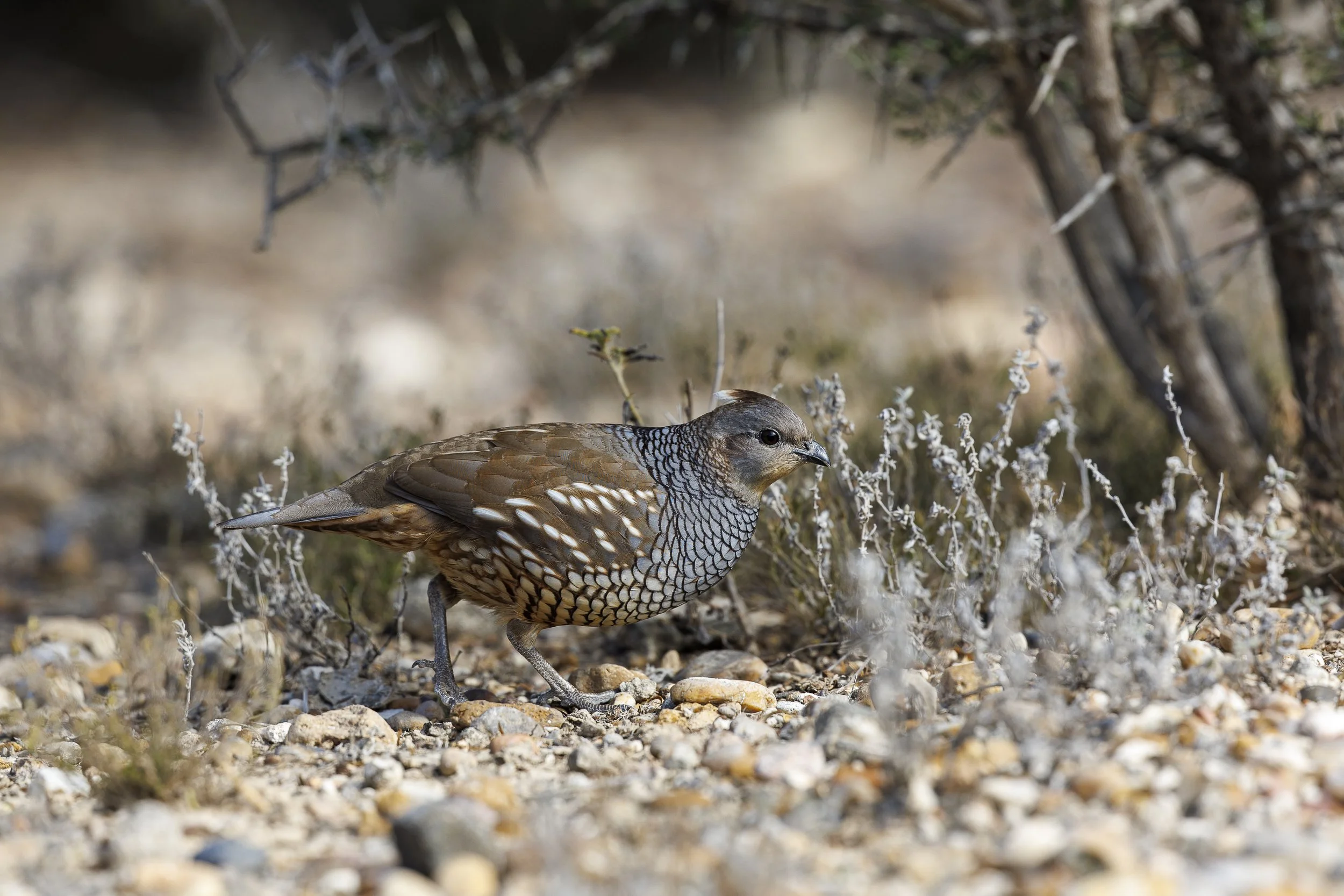 Scaled Quail-1.jpg