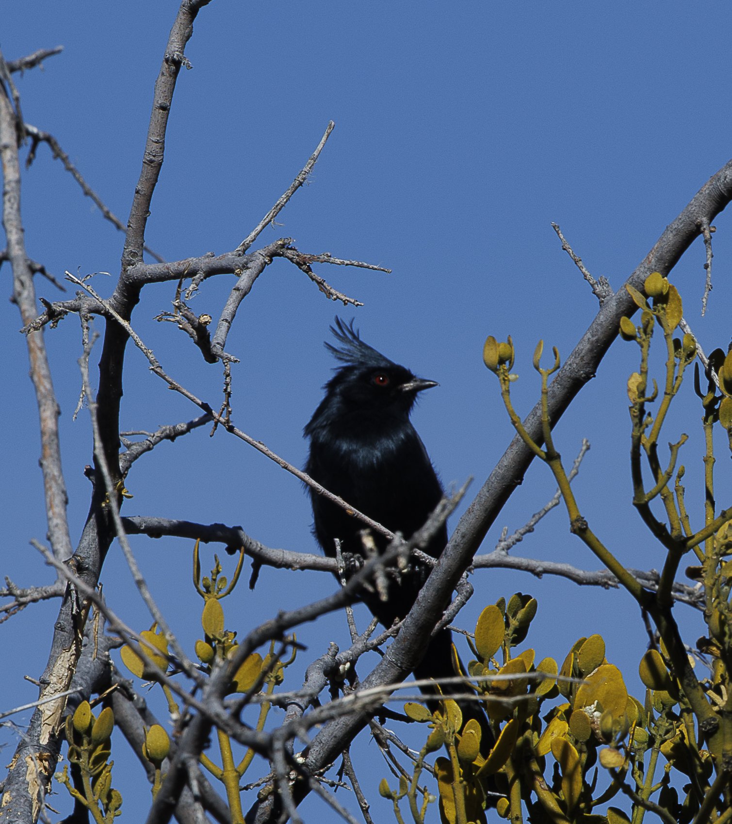 Phainopepla-5.jpg