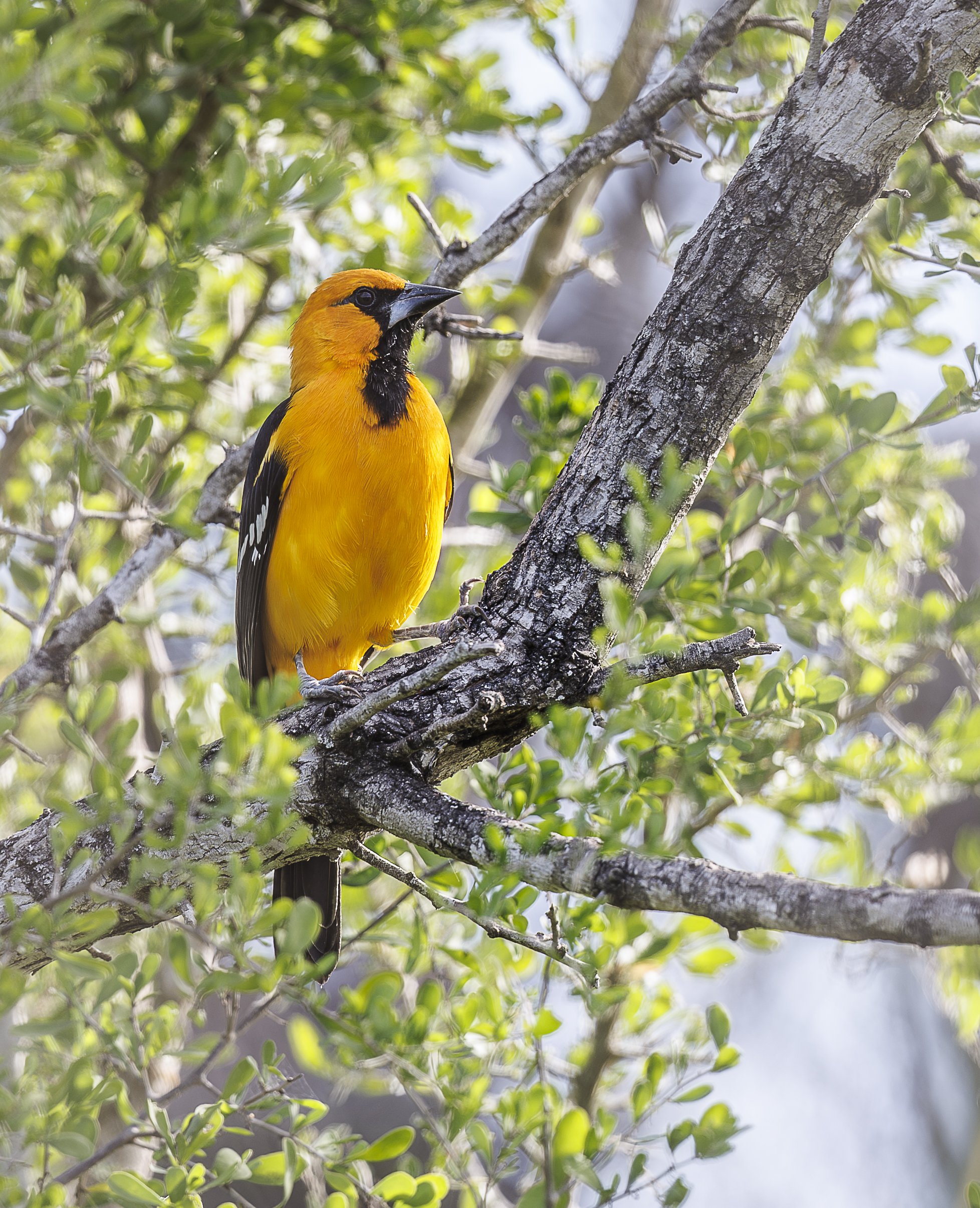 Altamira Oriole-3.jpg
