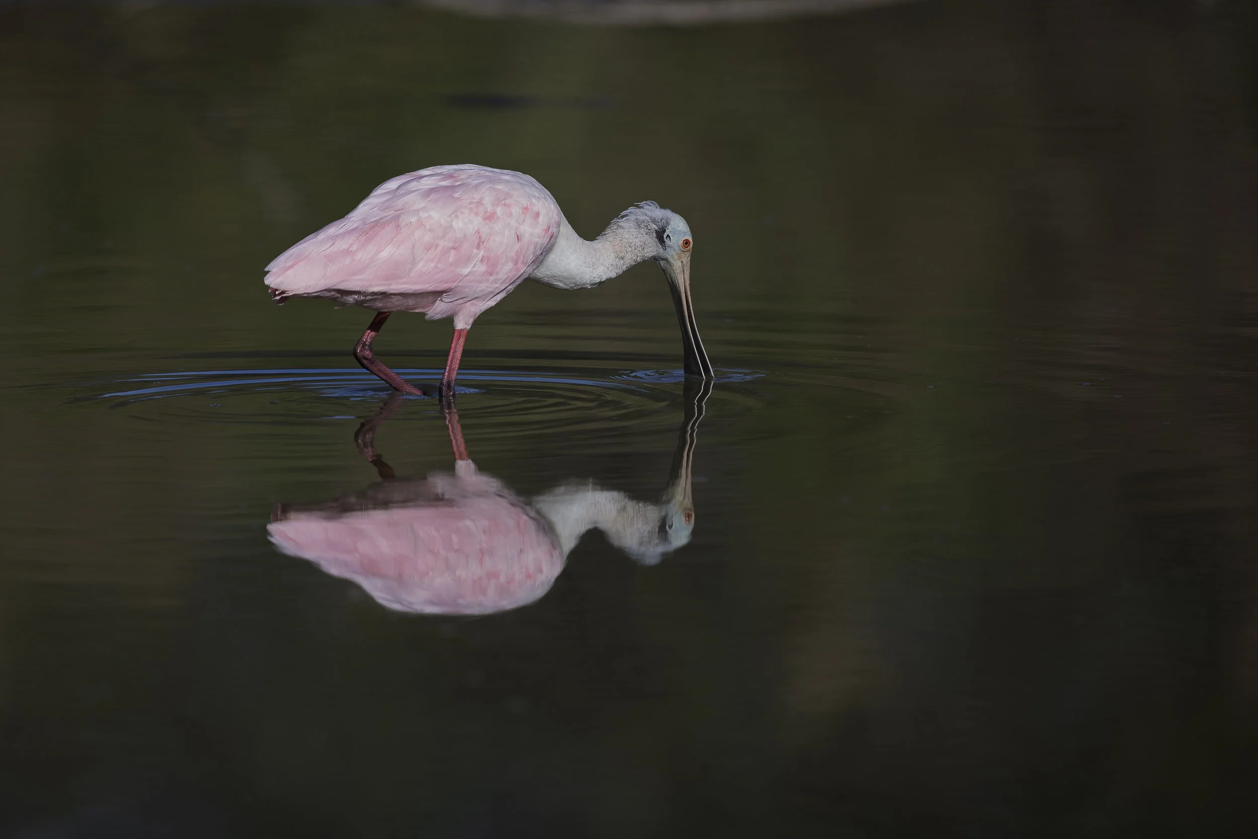 Roseate Spoonbill-4.jpg