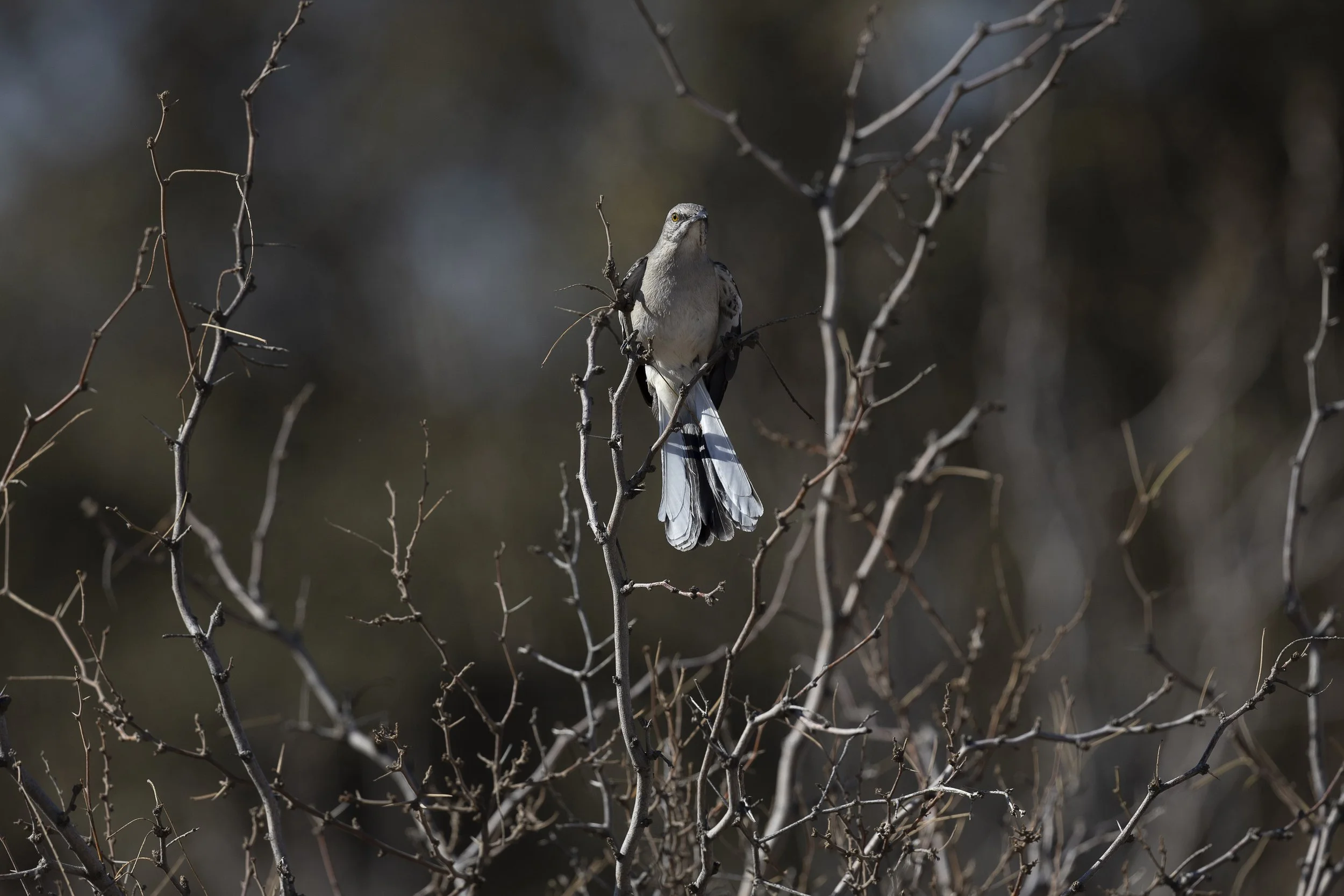 Northern Mockingbird-2.jpg