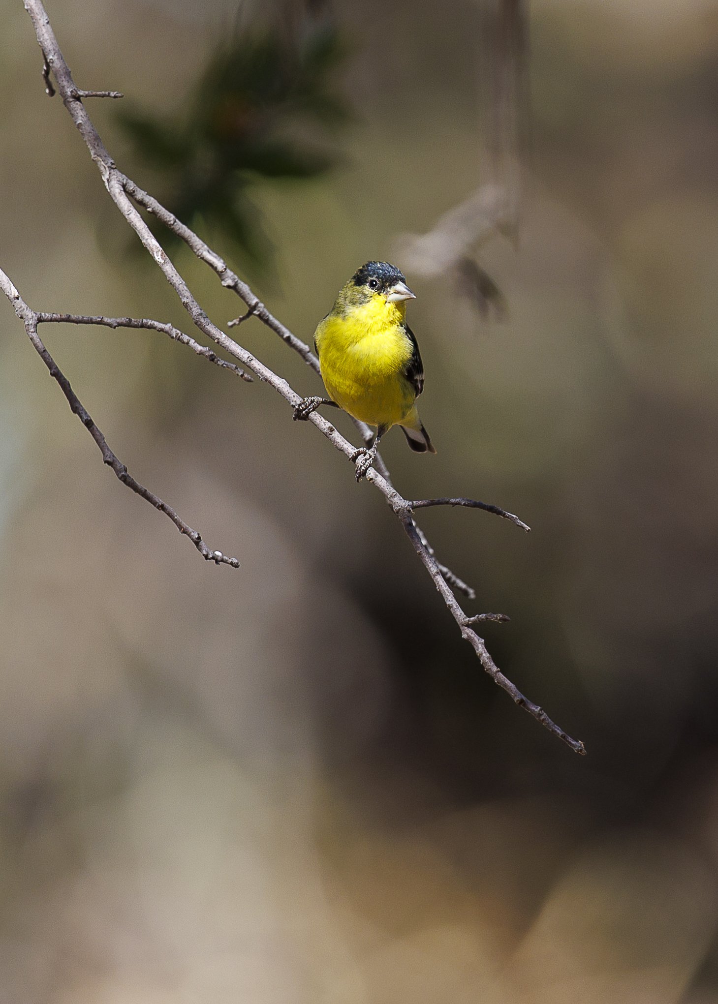 Lesser Goldfinch.jpg
