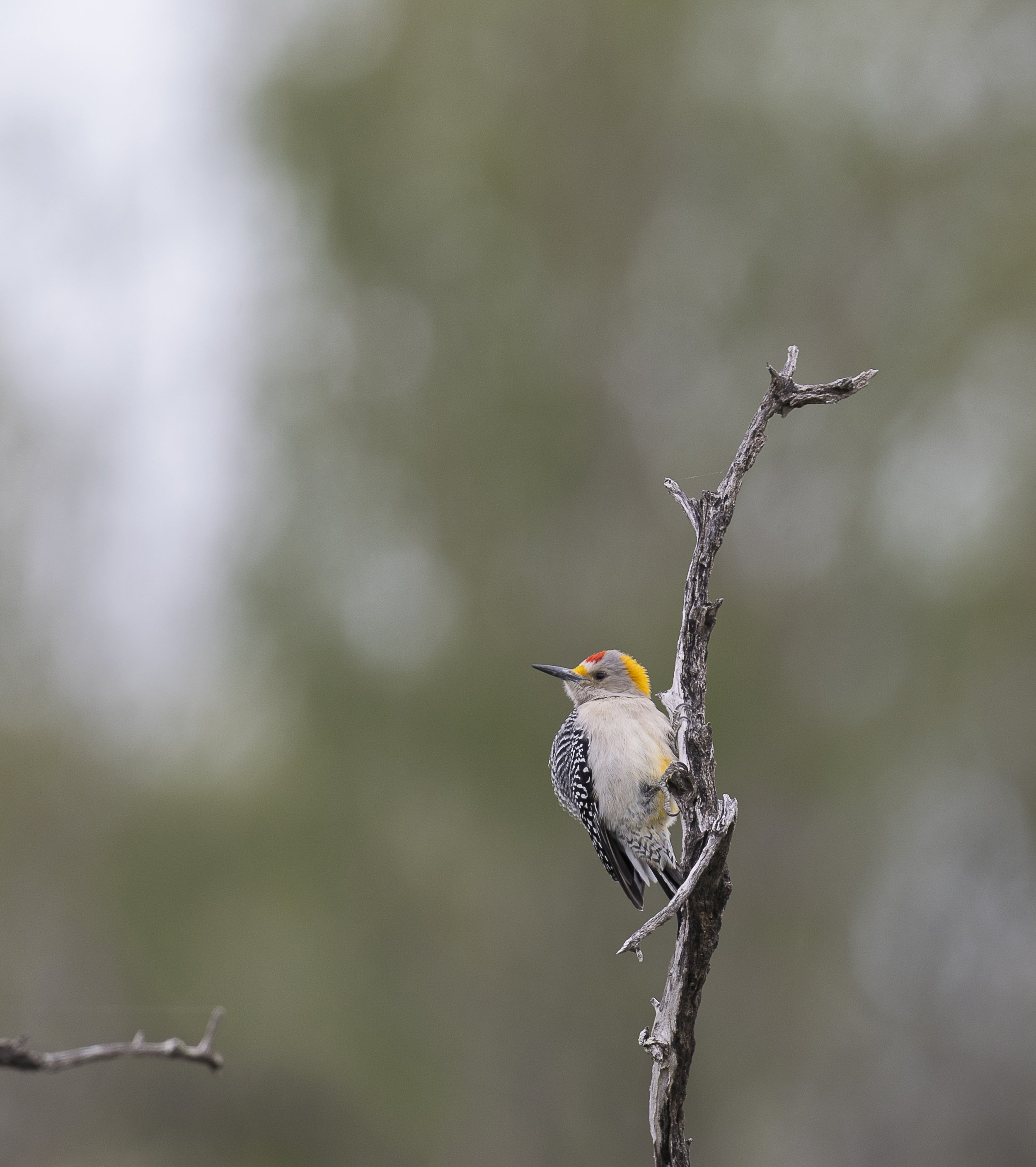 Golden-fronted Woodpecker-1.jpg