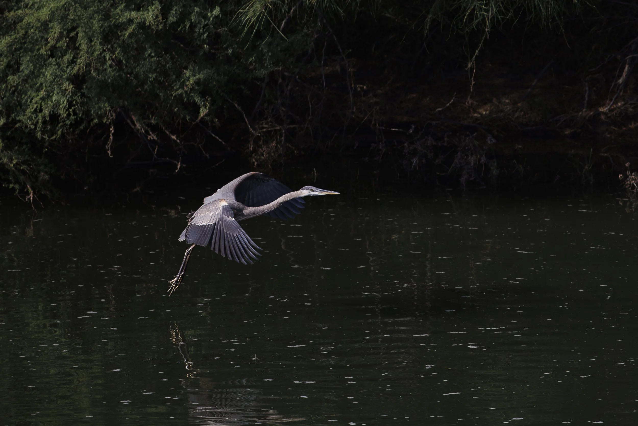 Great Blue Heron.jpg