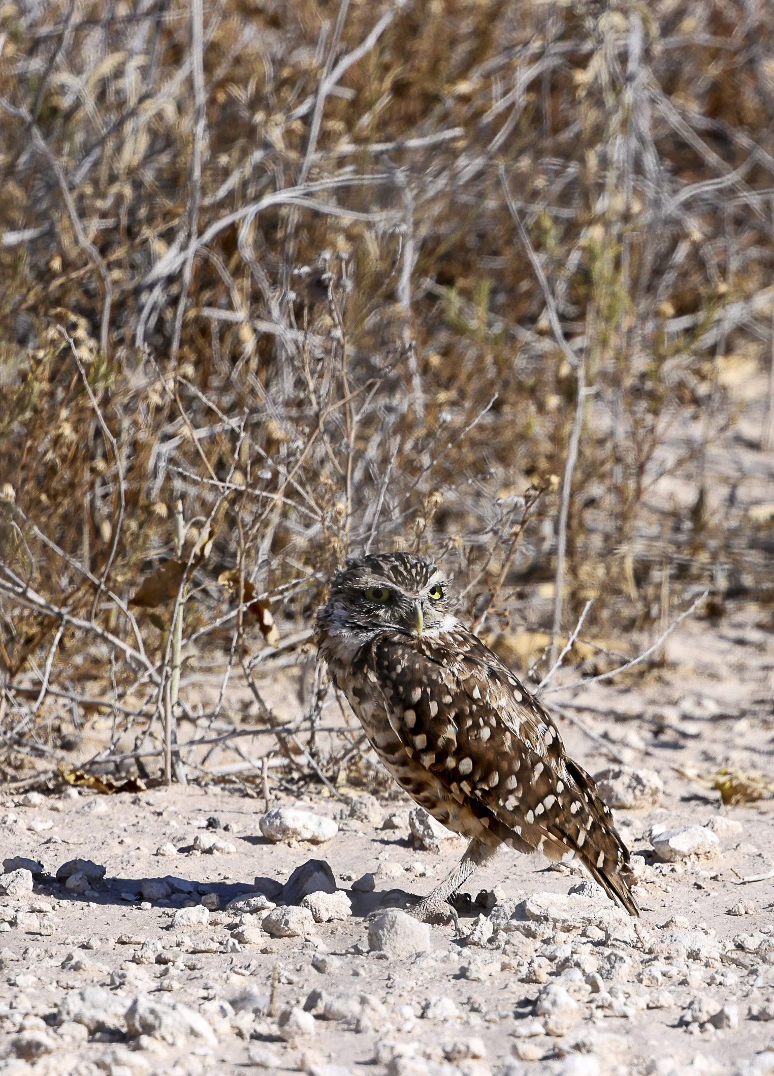 Burrowing Owl-2.jpg