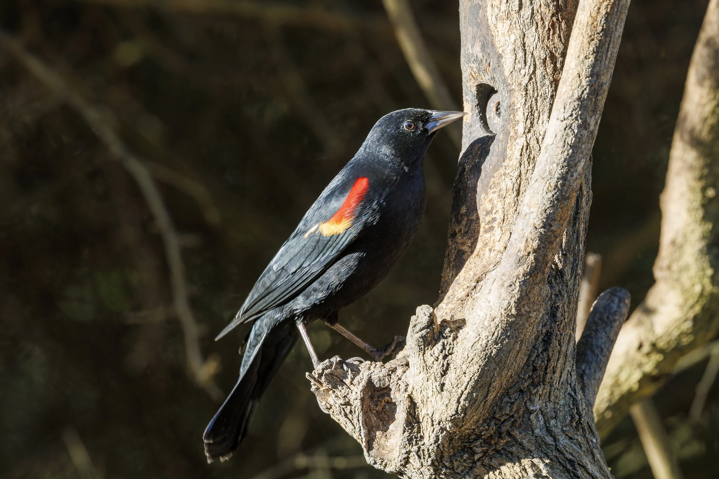 Red-winged Blackbird.jpg