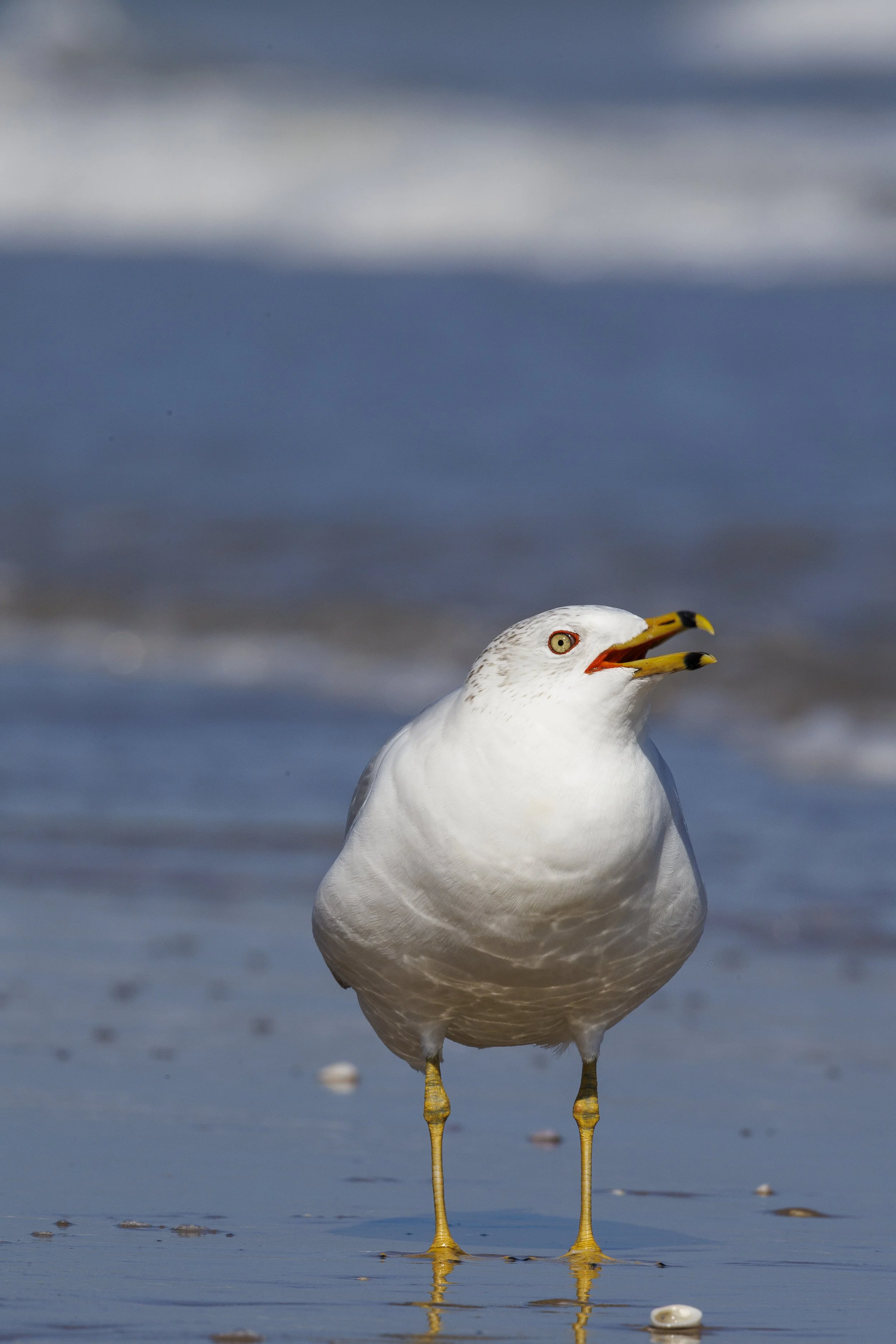 Ring-billed Gull-4.jpg