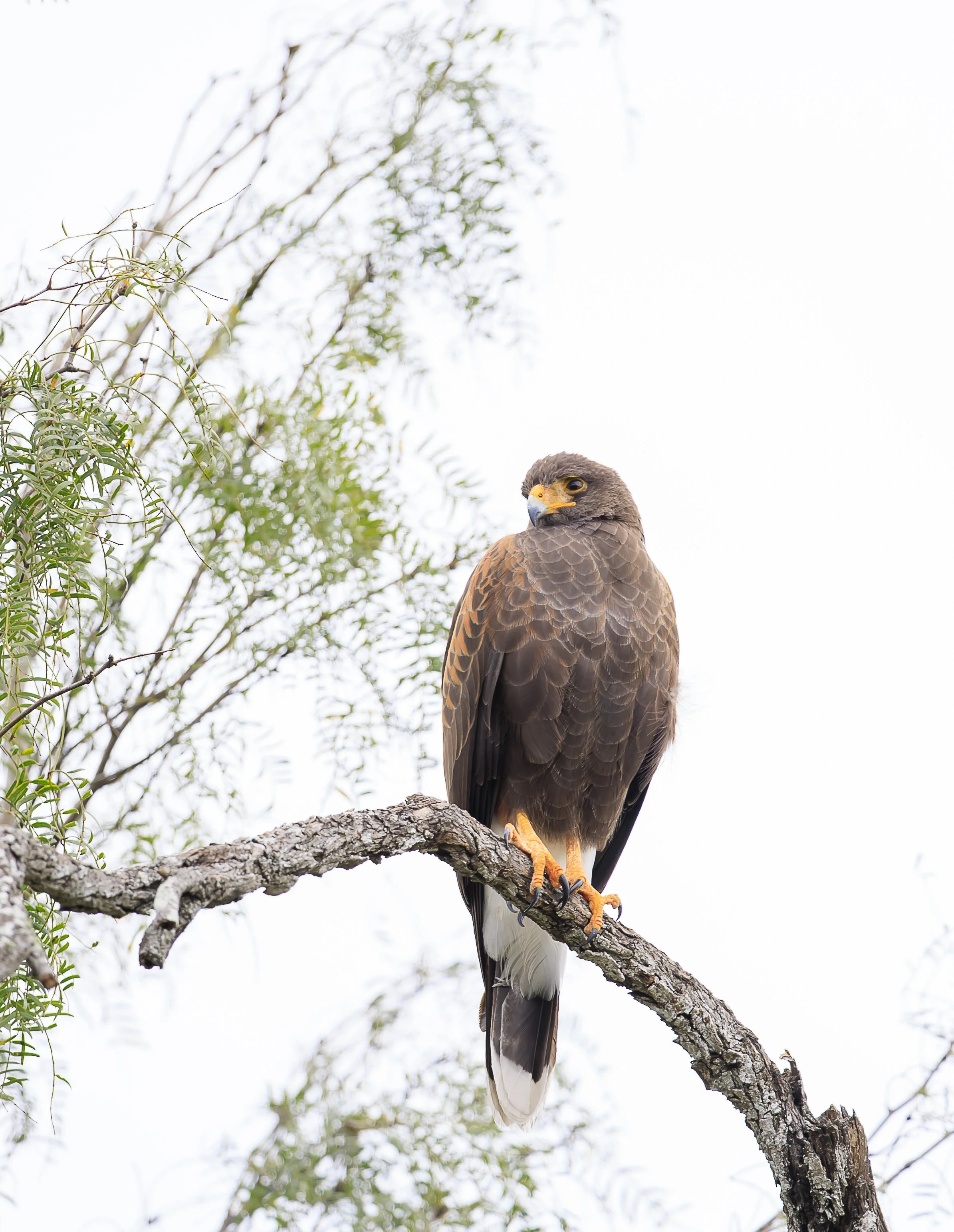 Harris's Hawk-2.jpg