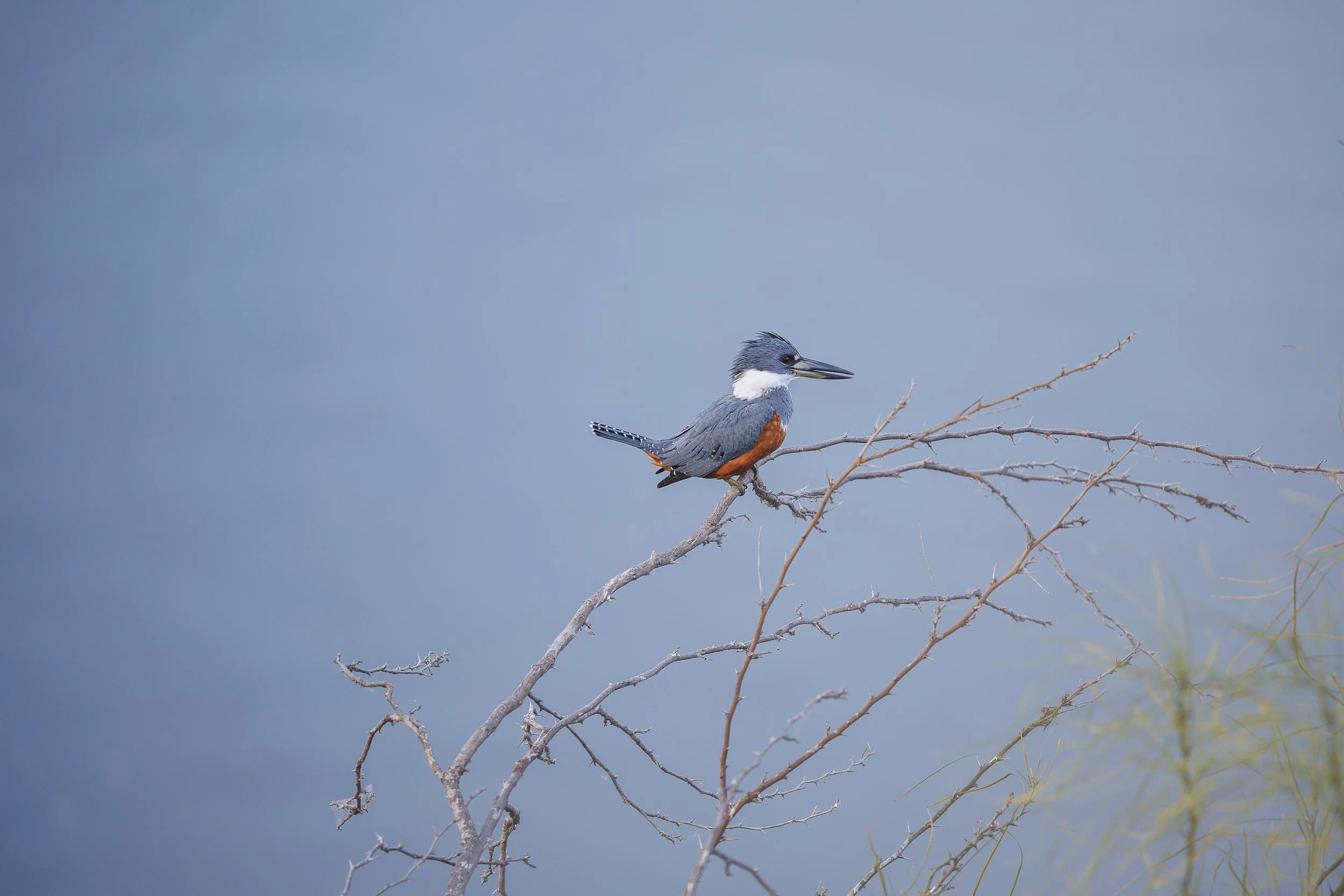 Ringed Kingfisher-3.jpg