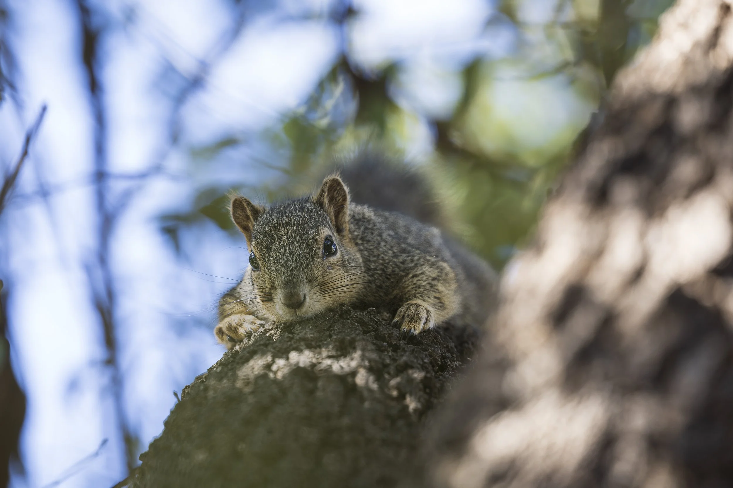 Eastern Fox Squirrel-3.jpg