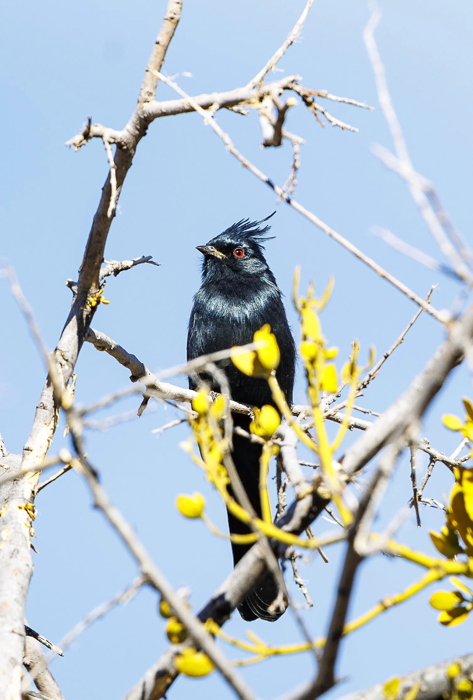 Phainopepla-1.jpg