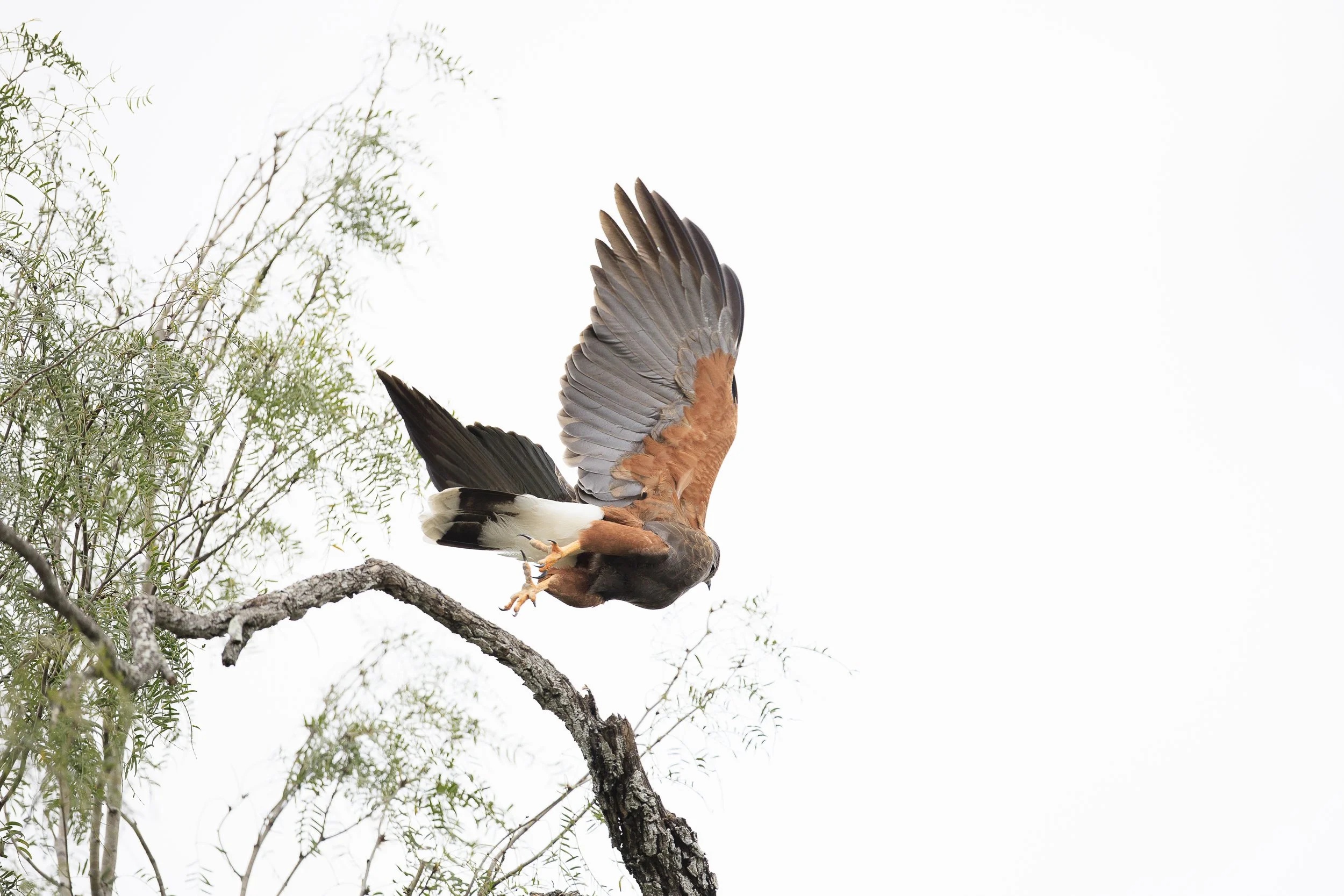 Harris's Hawk-1.jpg