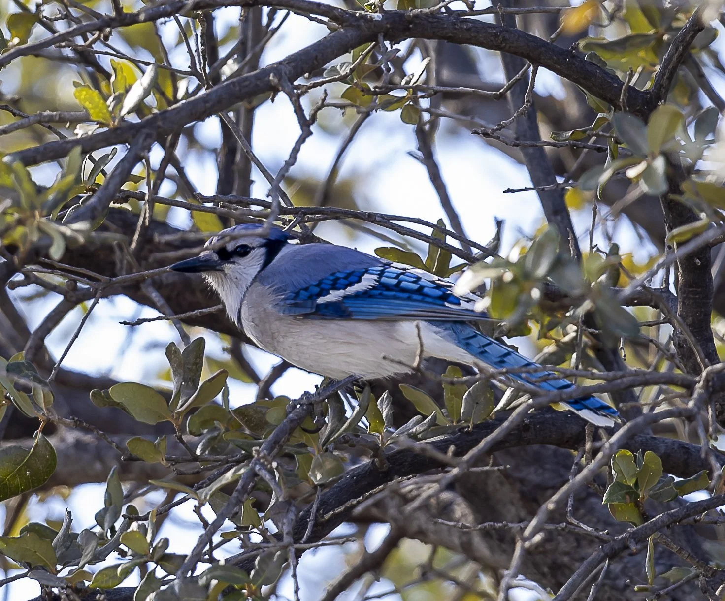 Blue Jay.jpg