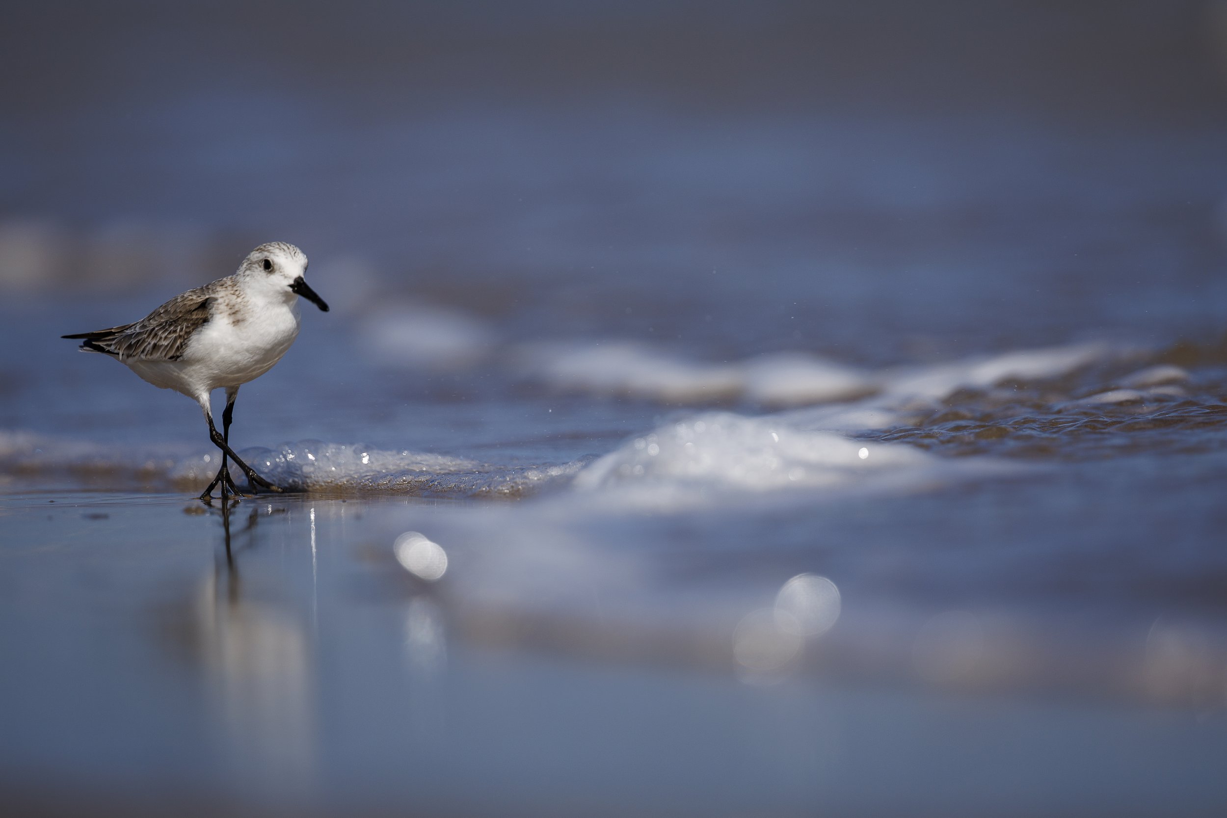 Sanderling-2.jpg
