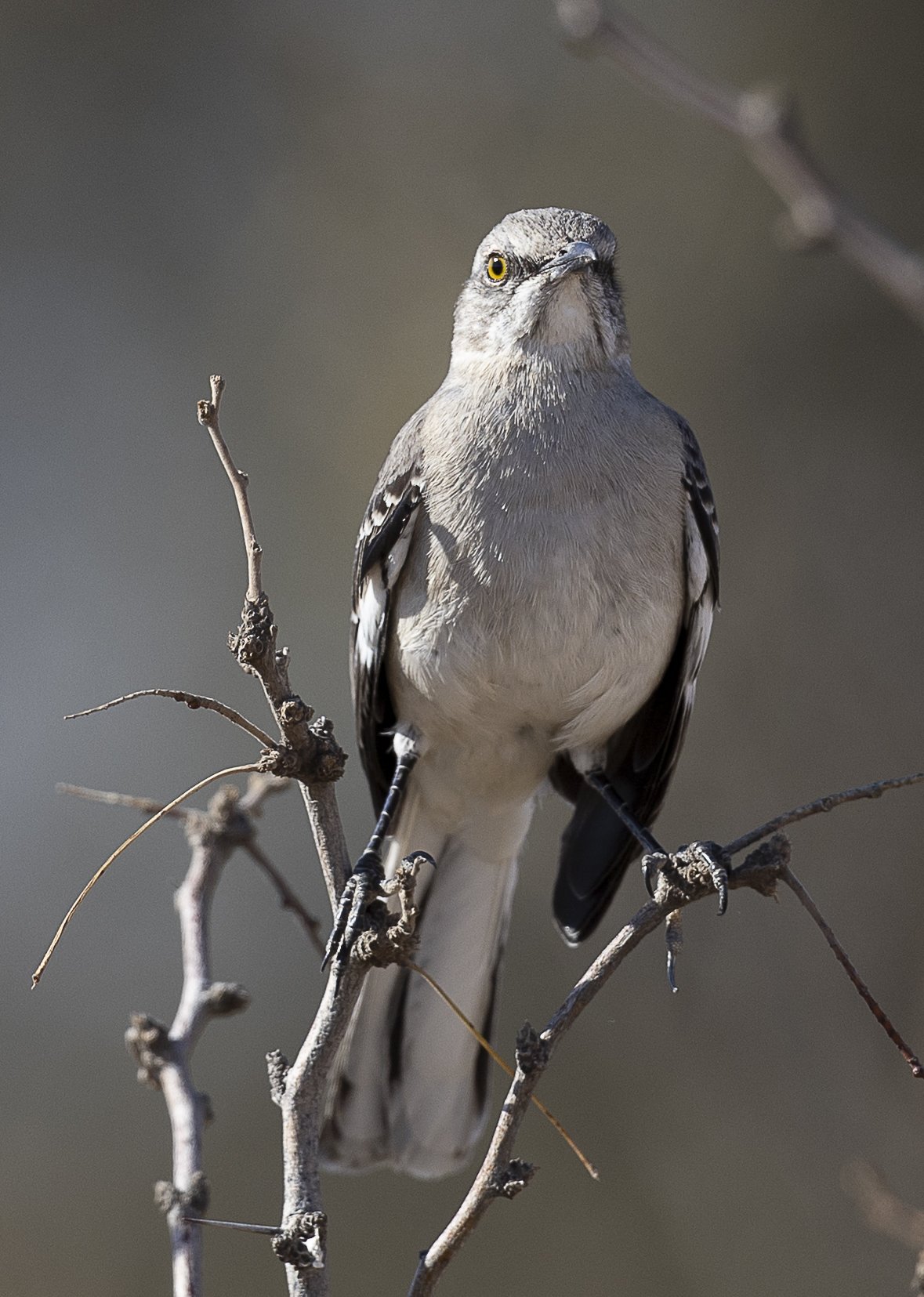 Northern Mockingbird-1.jpg