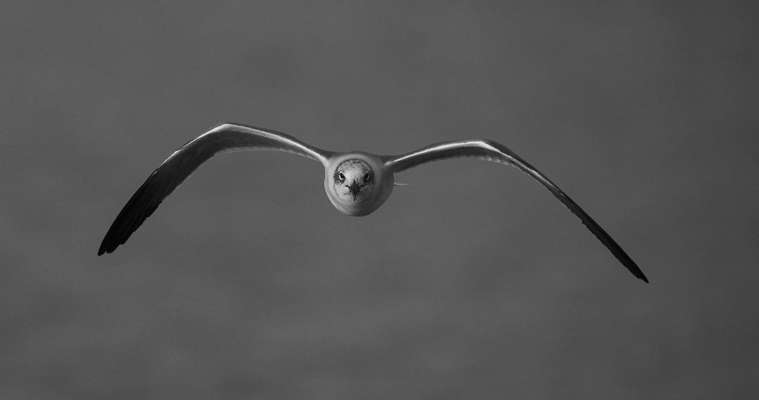 Laughing Gull-3.jpg