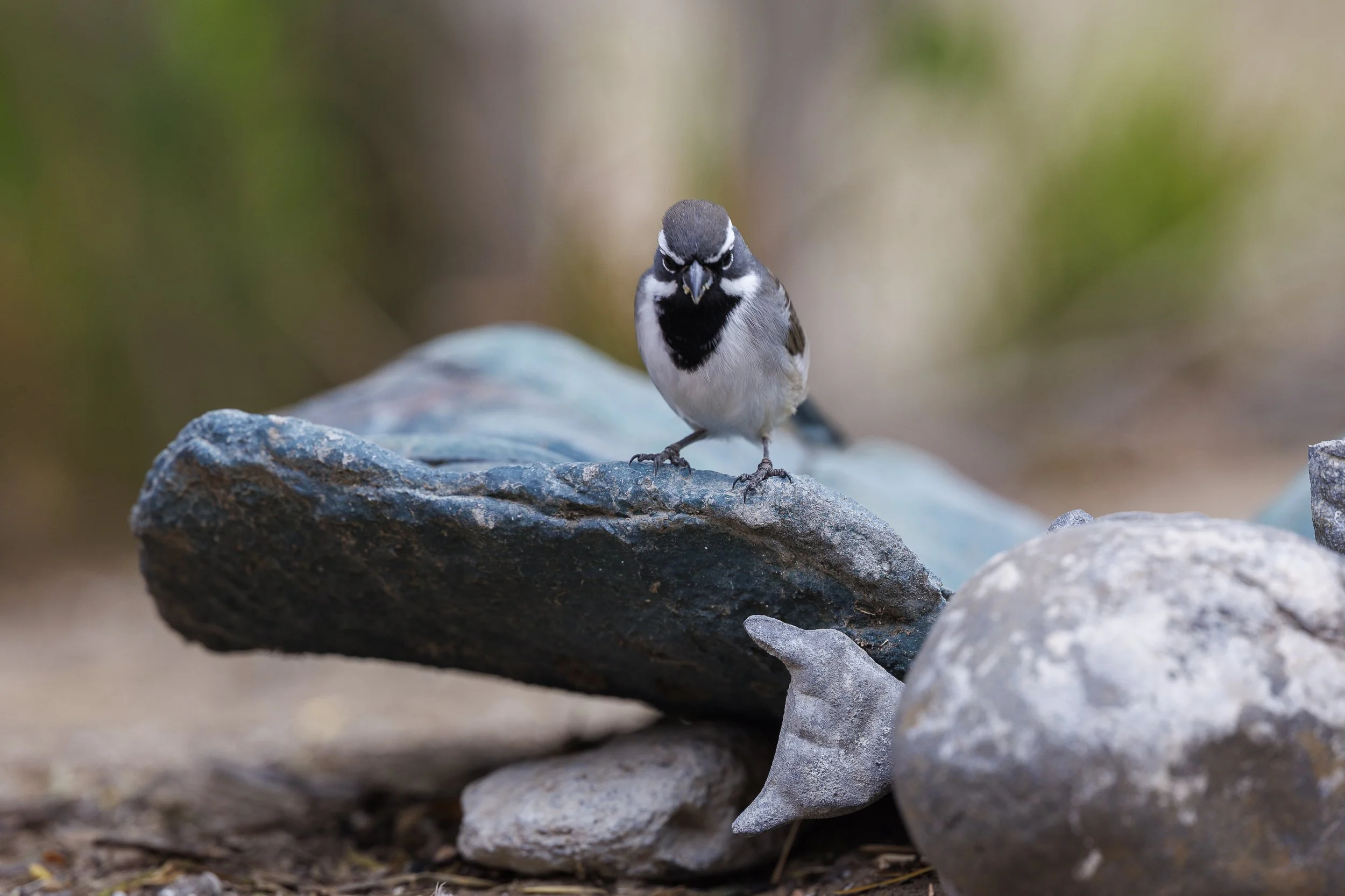 Black-throated Sparrow-2.jpg