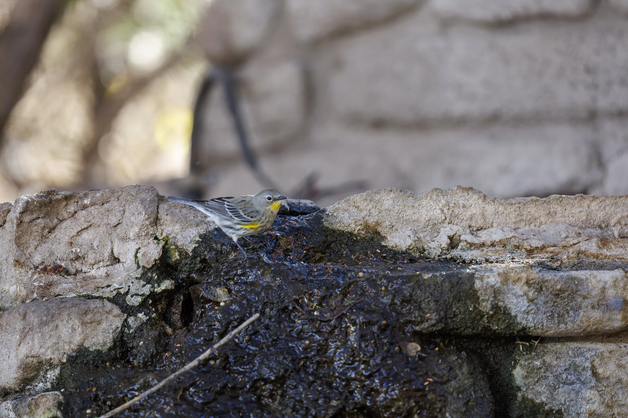 Yellow-rumped Warbler-2.jpg