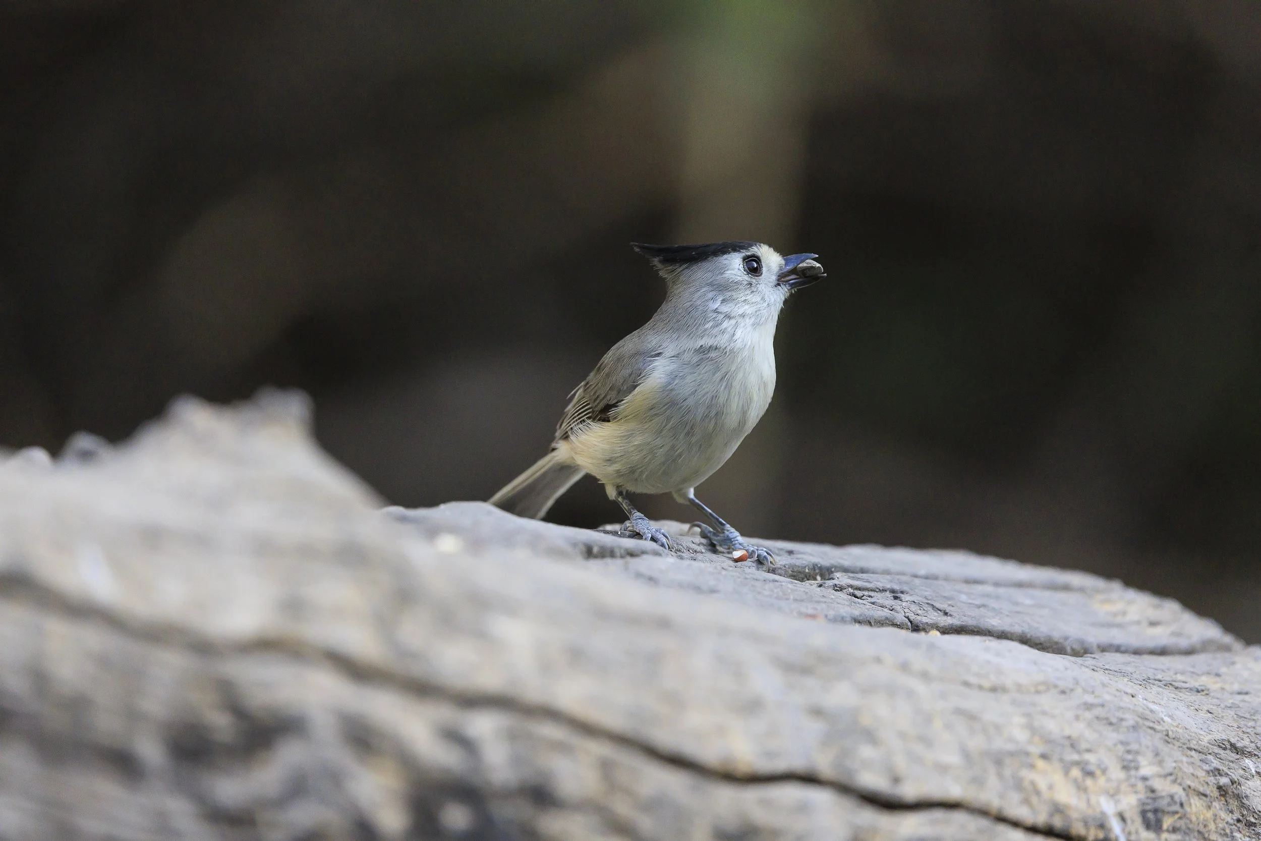 Black-crested Titmouse-3.jpg