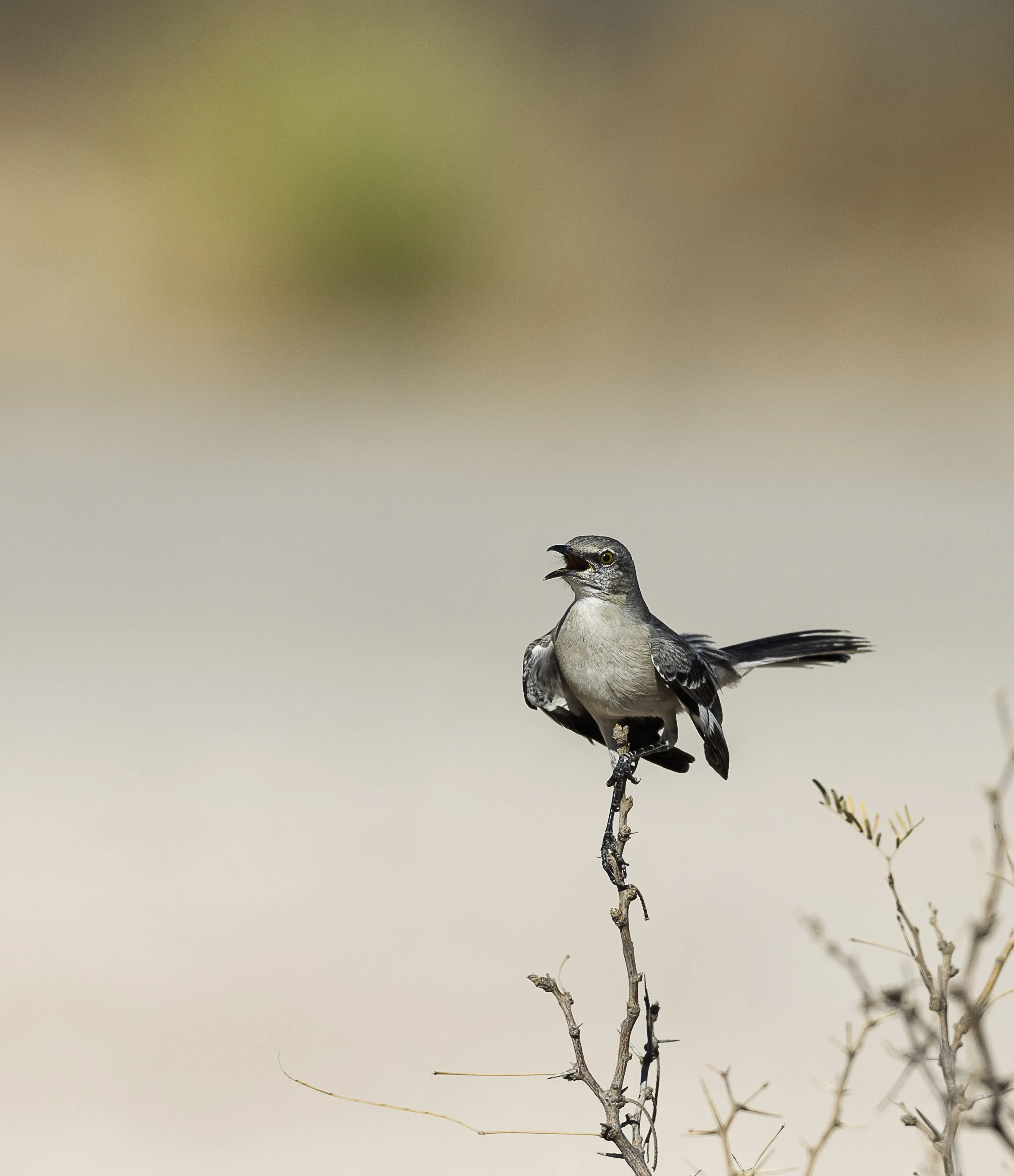 Northern Mockingbird-4.jpg