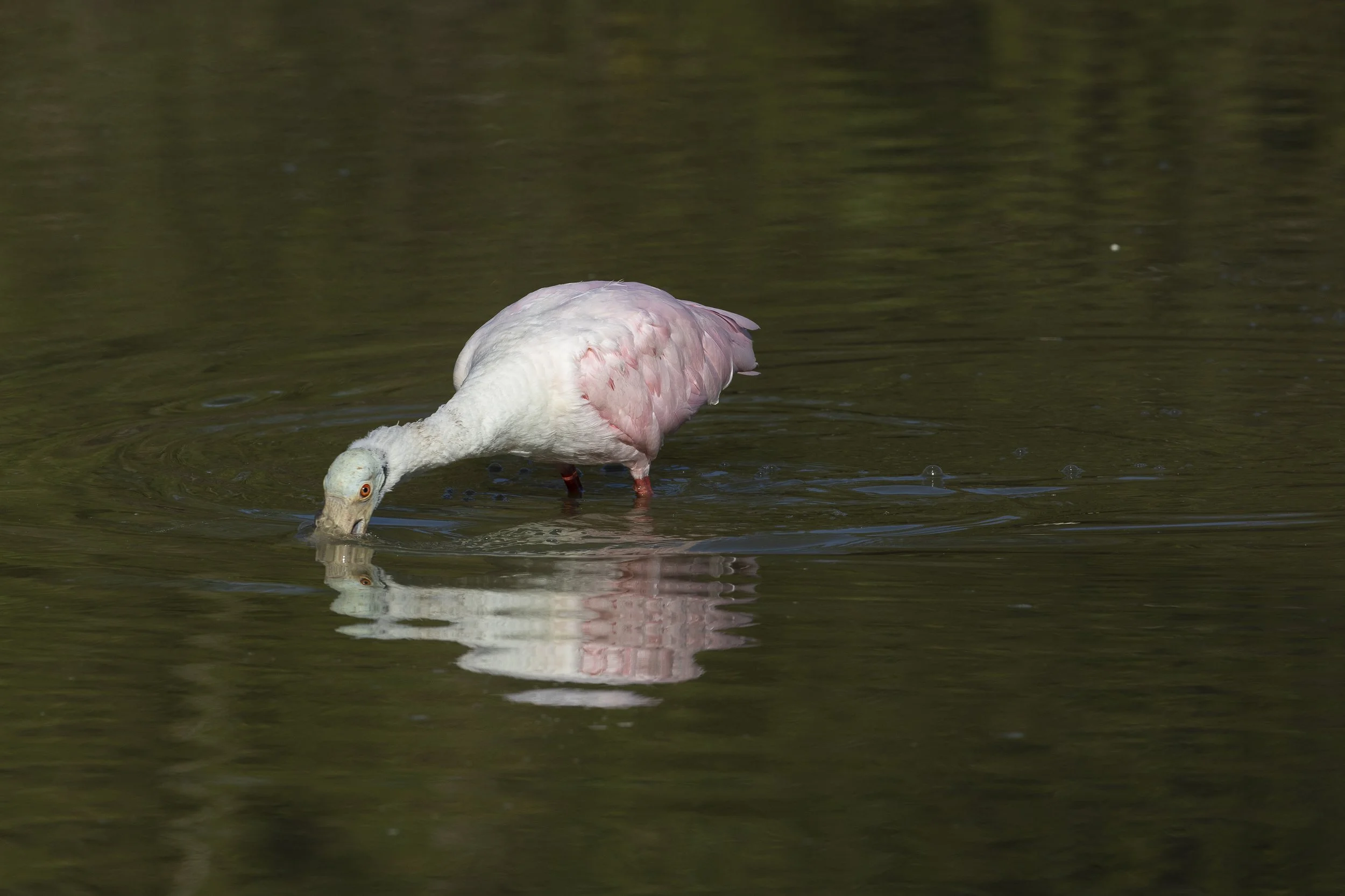 Roseate Spoonbill-1.jpg