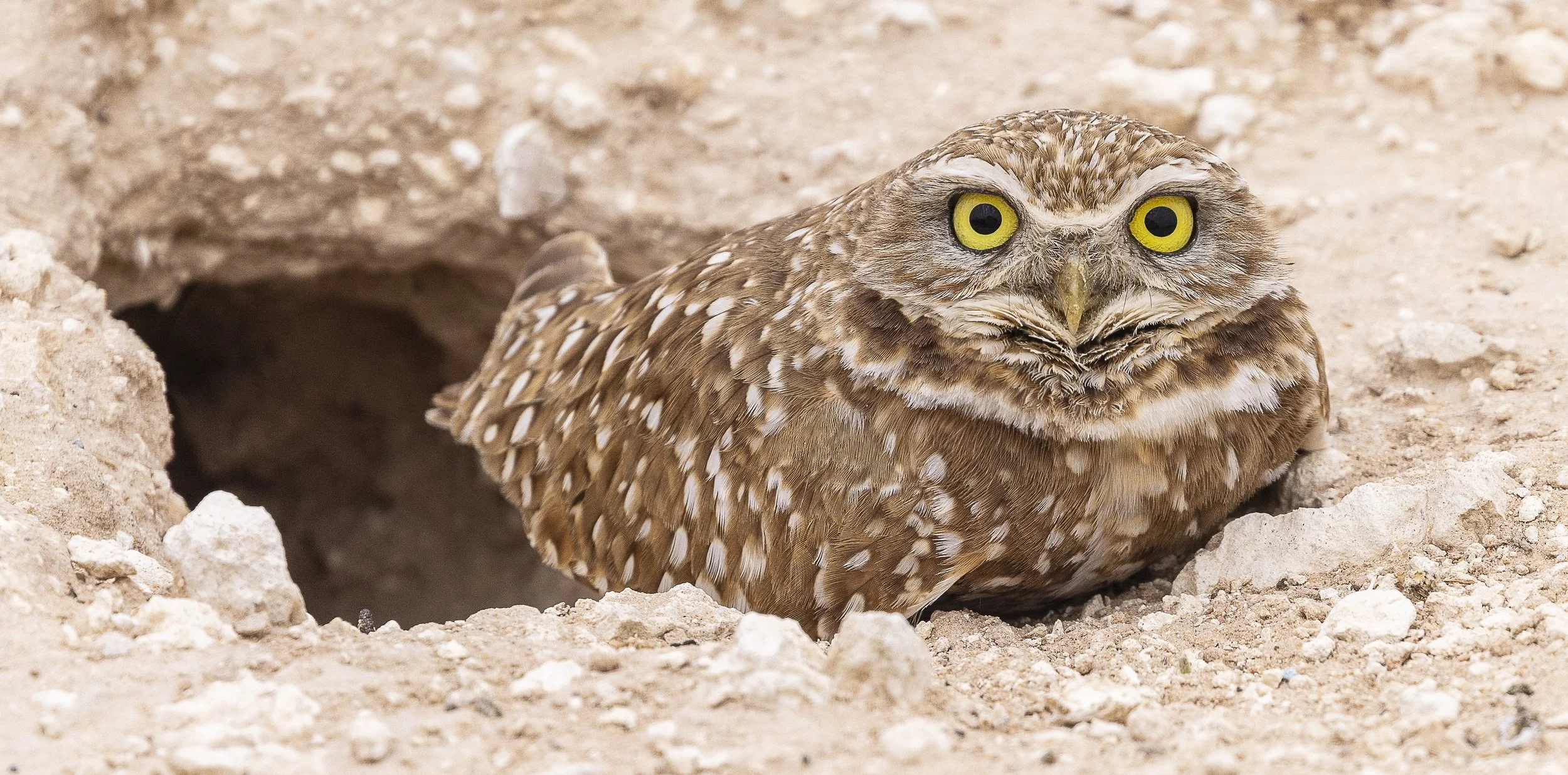 Burrowing Owl-11.jpg