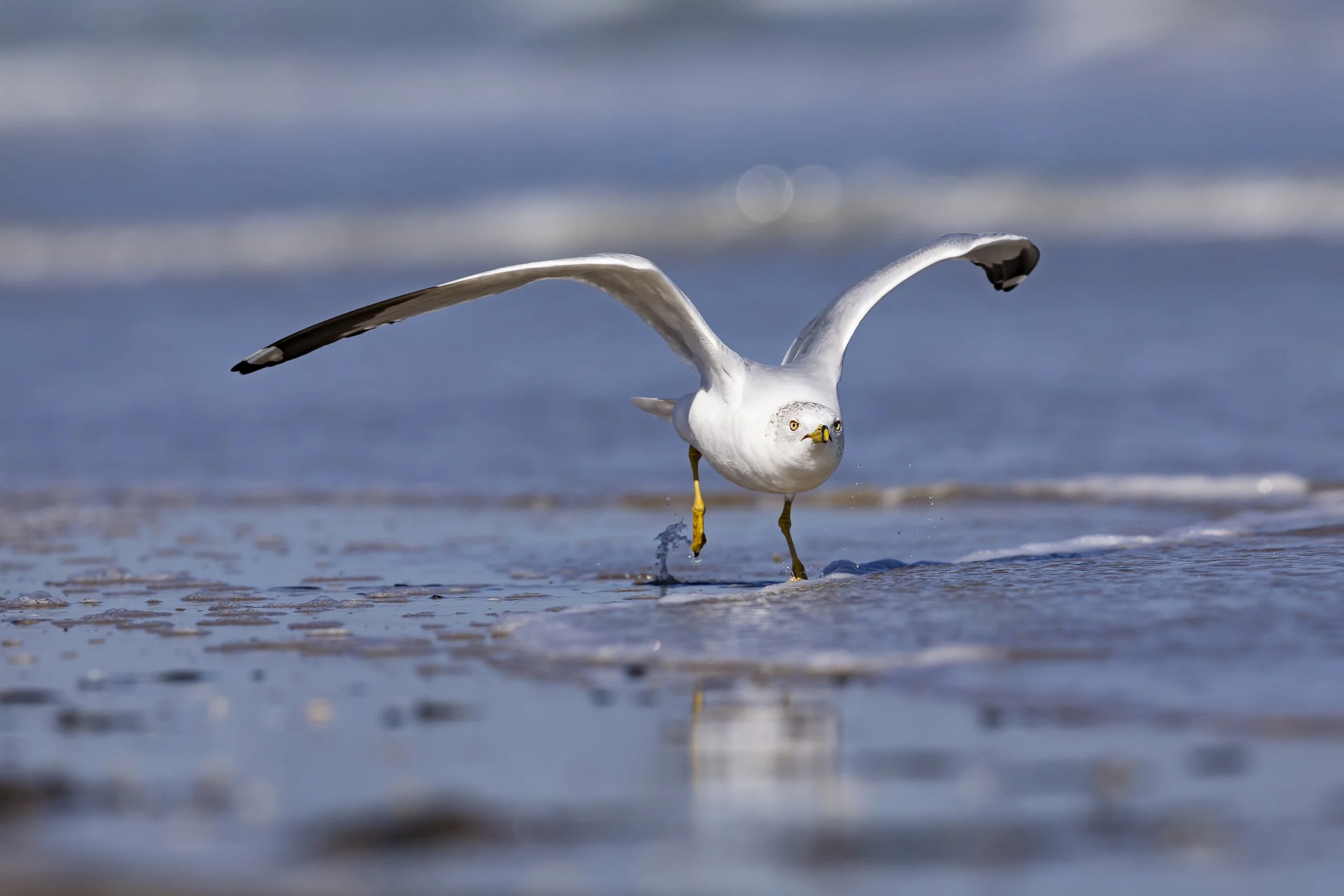 Ring-billed Gull-1.jpg