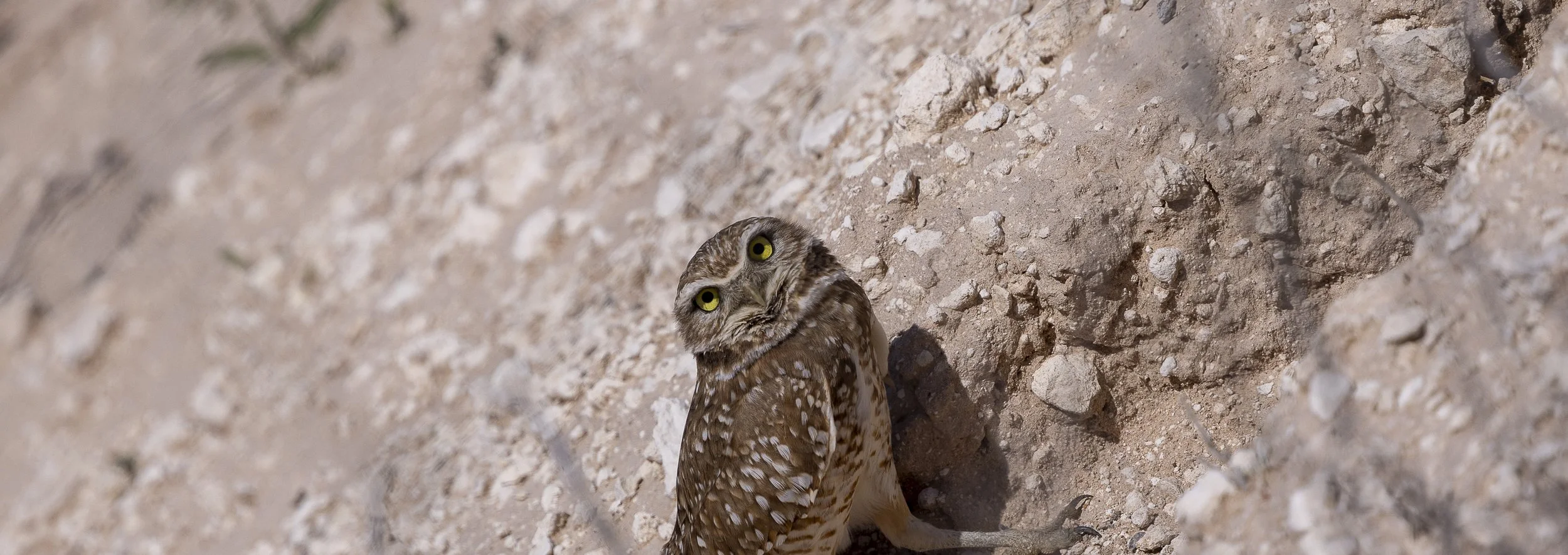 Burrowing Owl-15.jpg