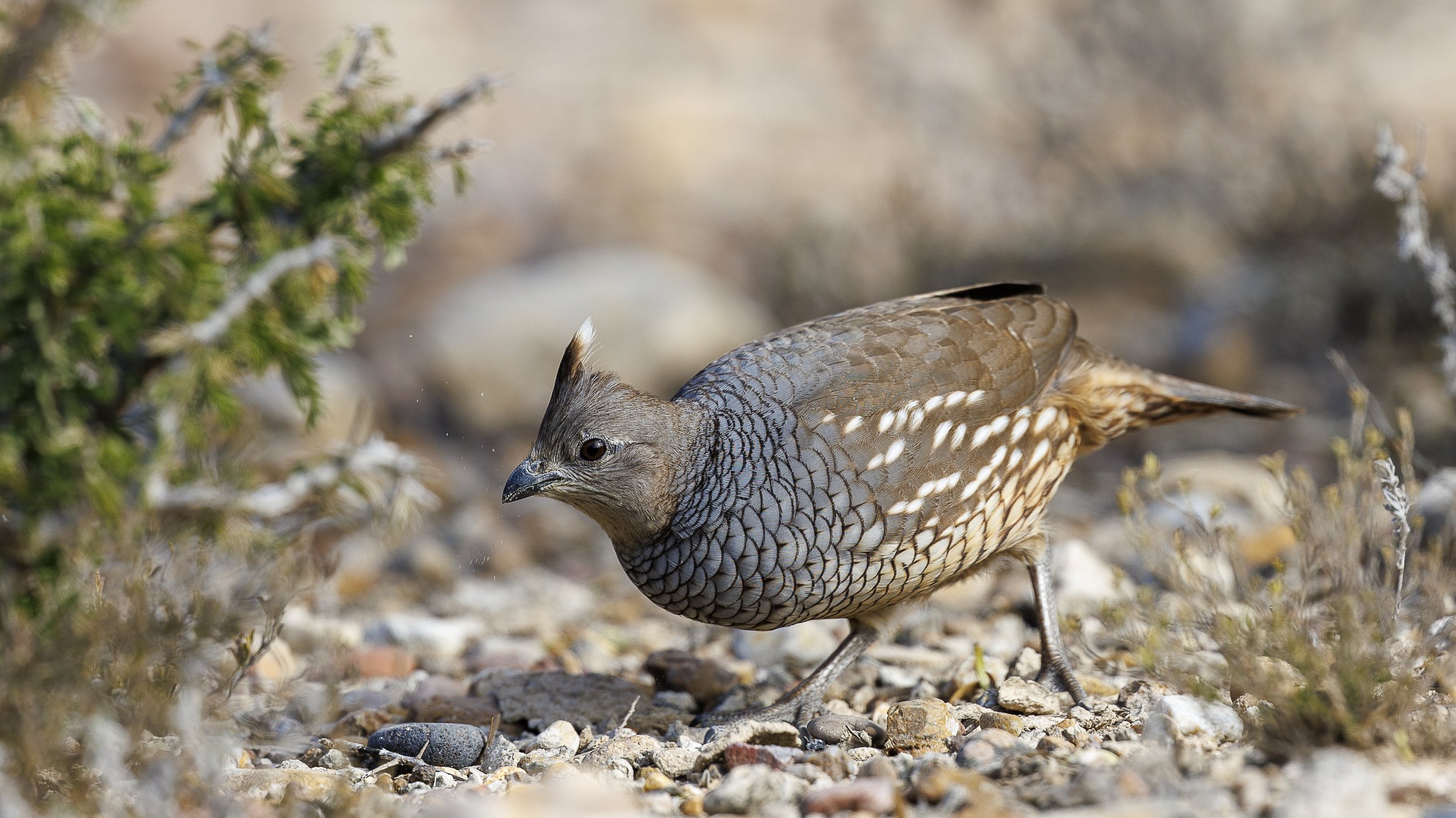Scaled Quail-3.jpg