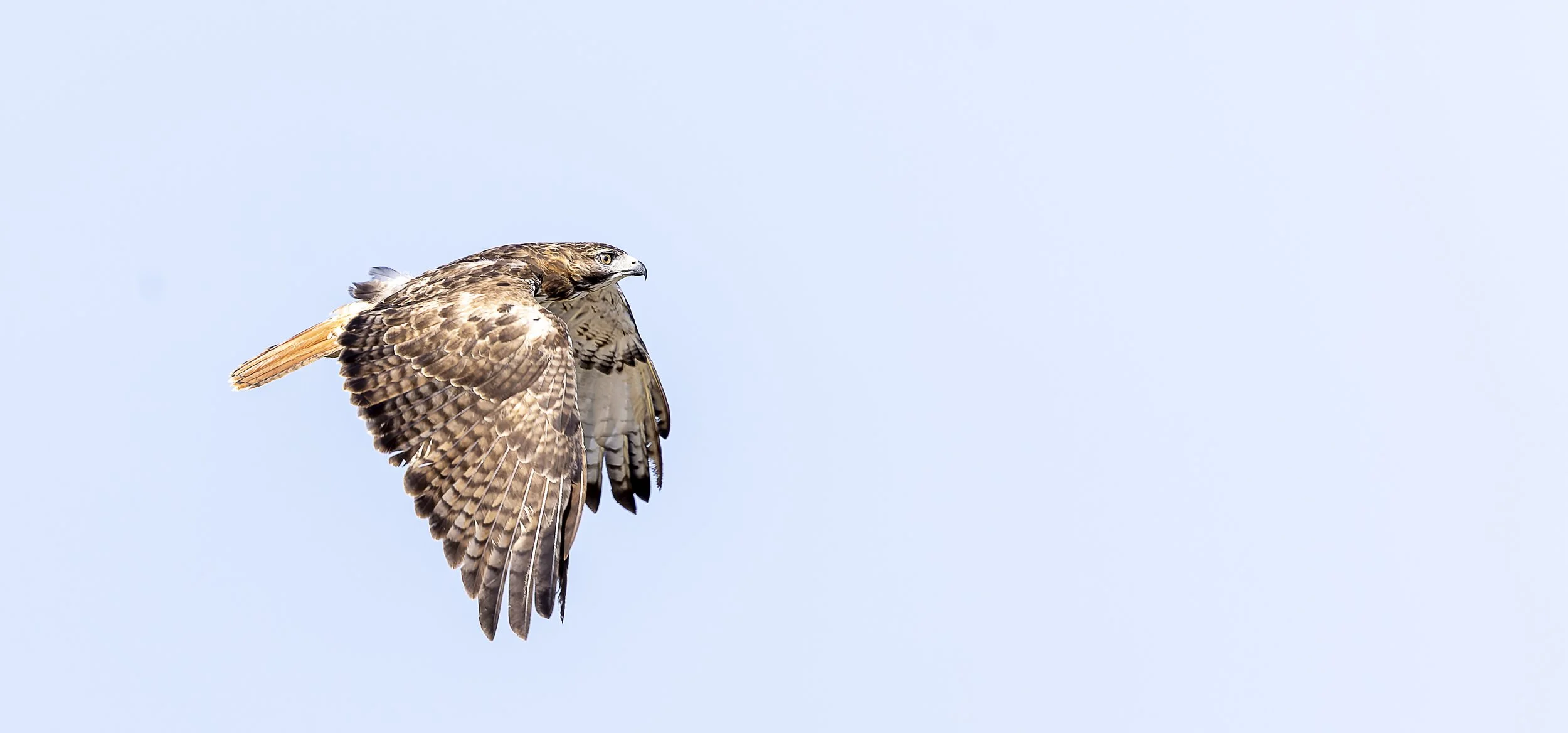 Red-tailed Hawk.jpg