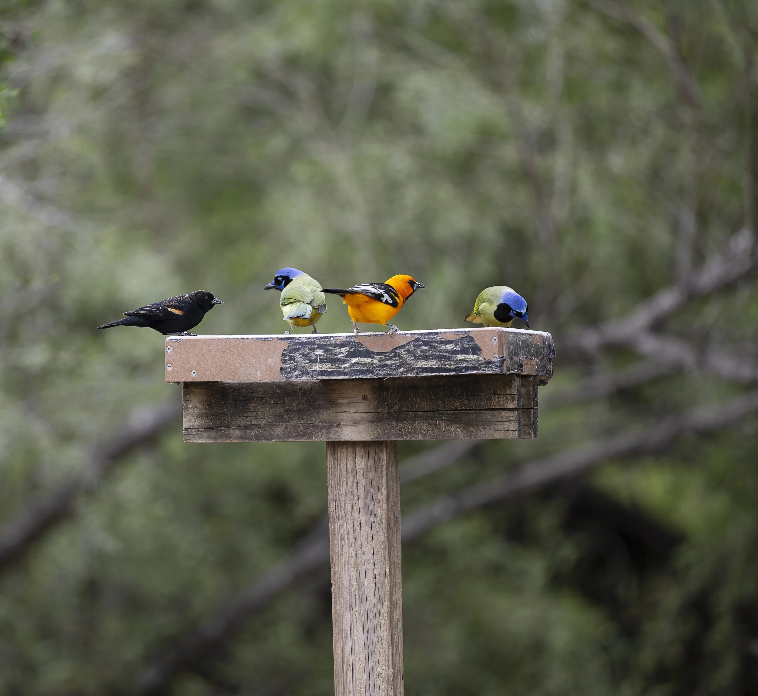 Red Wing, Green Jay, Altamira Oriole.jpg