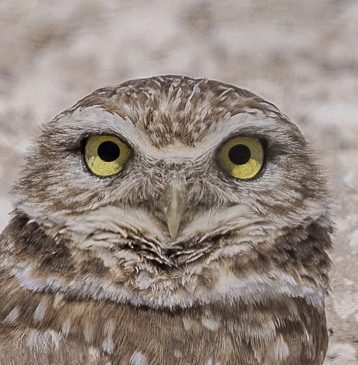 Burrowing Owl-14.jpg